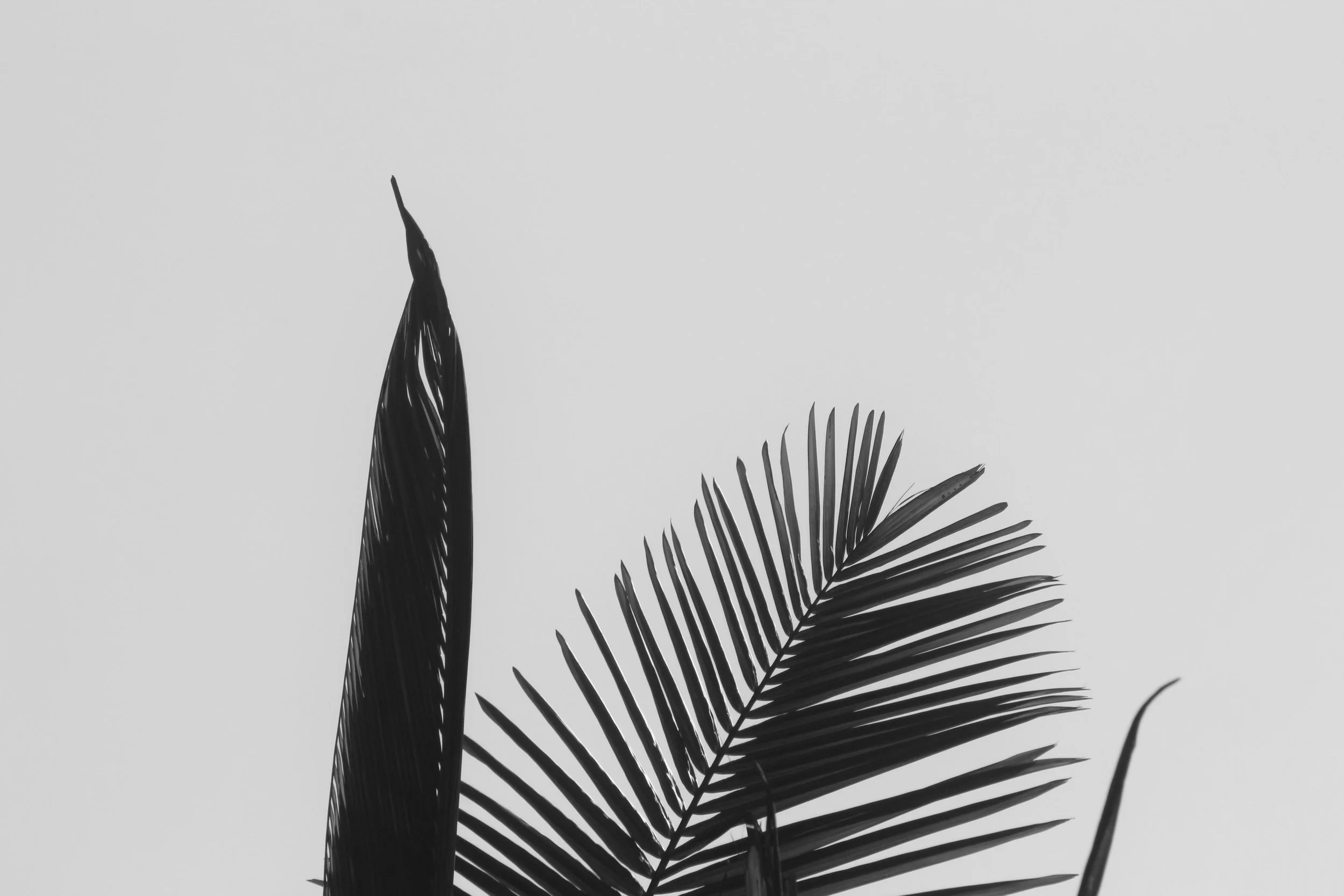 Black silhouettes of palm leaves against a pale sky.