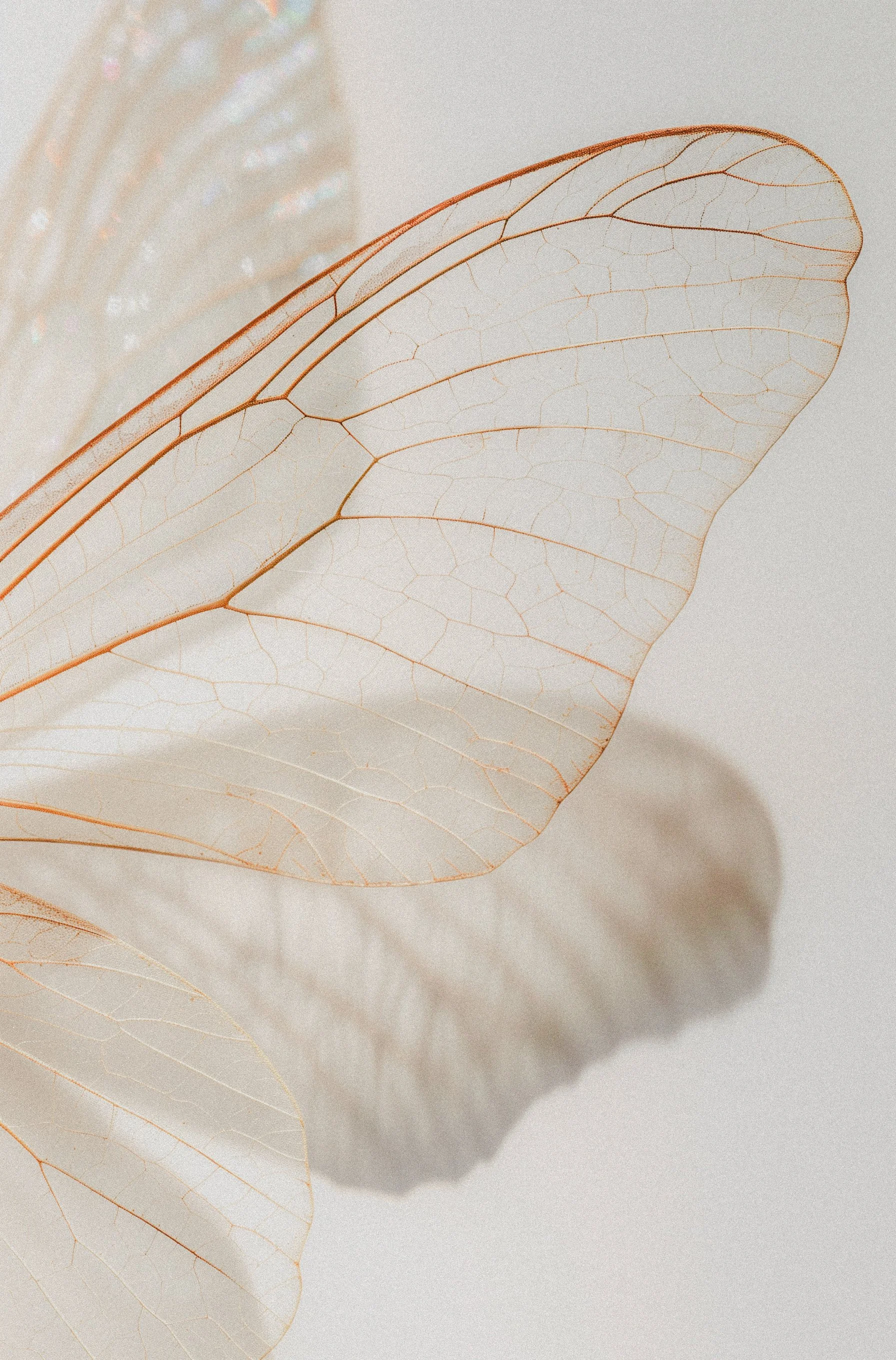 Feuilles transparentes avec veines apparentes, éclairées pour révéler leur structure délicate.