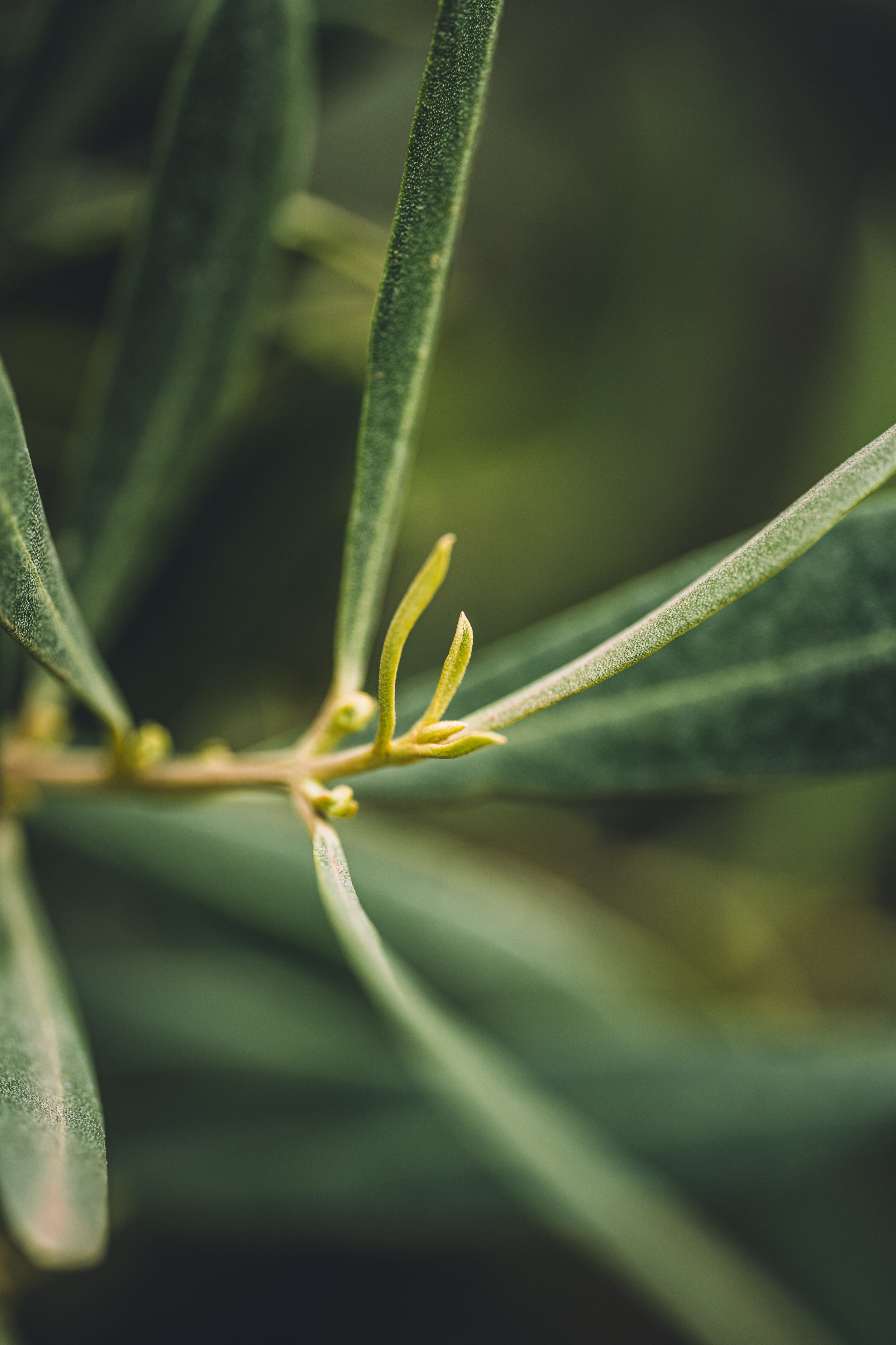 Raisin d'olivier nouvelle pousse avec des feuilles vertes allongées.