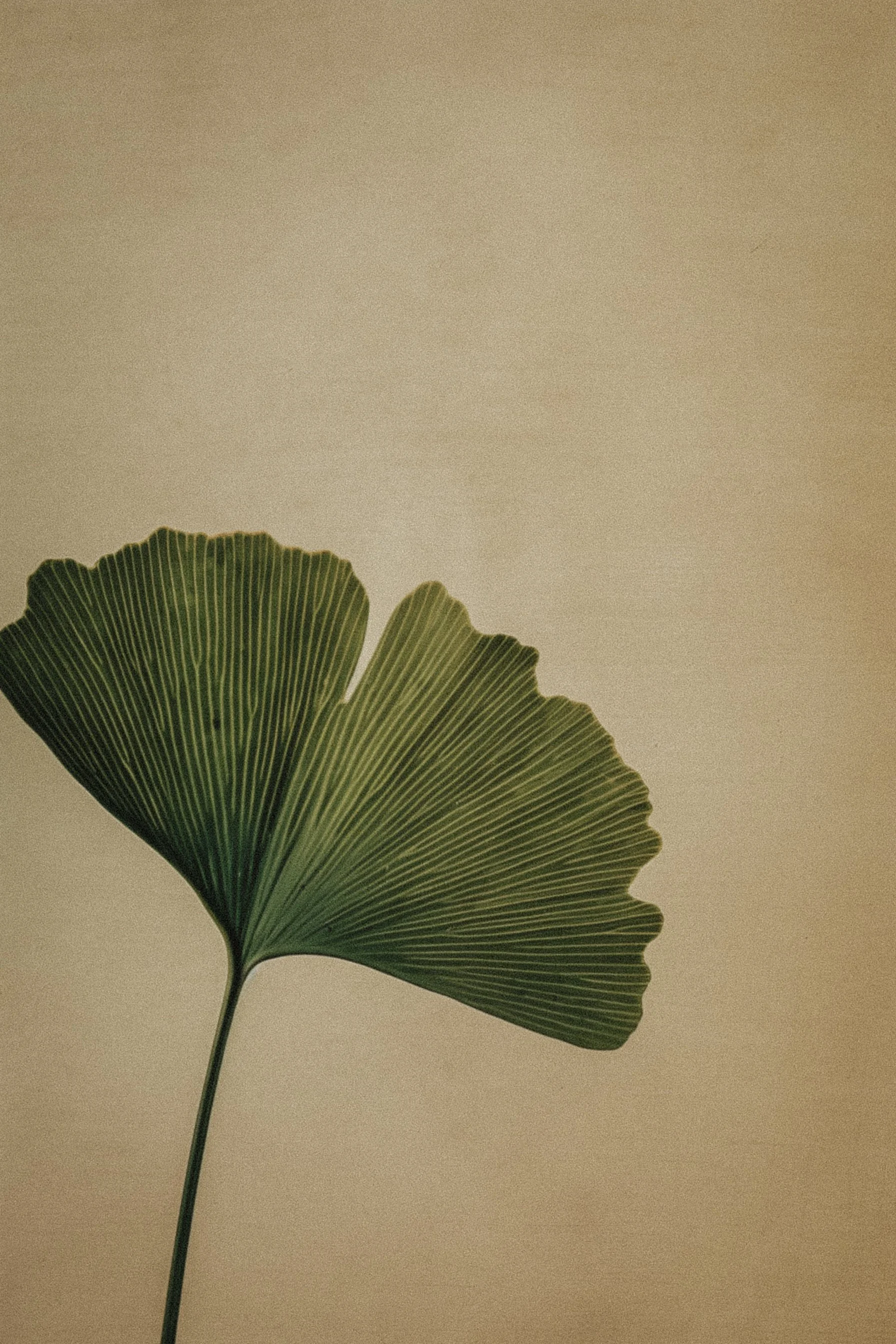 Une feuille verte de ginkgo biloba avec un fond beige clair.