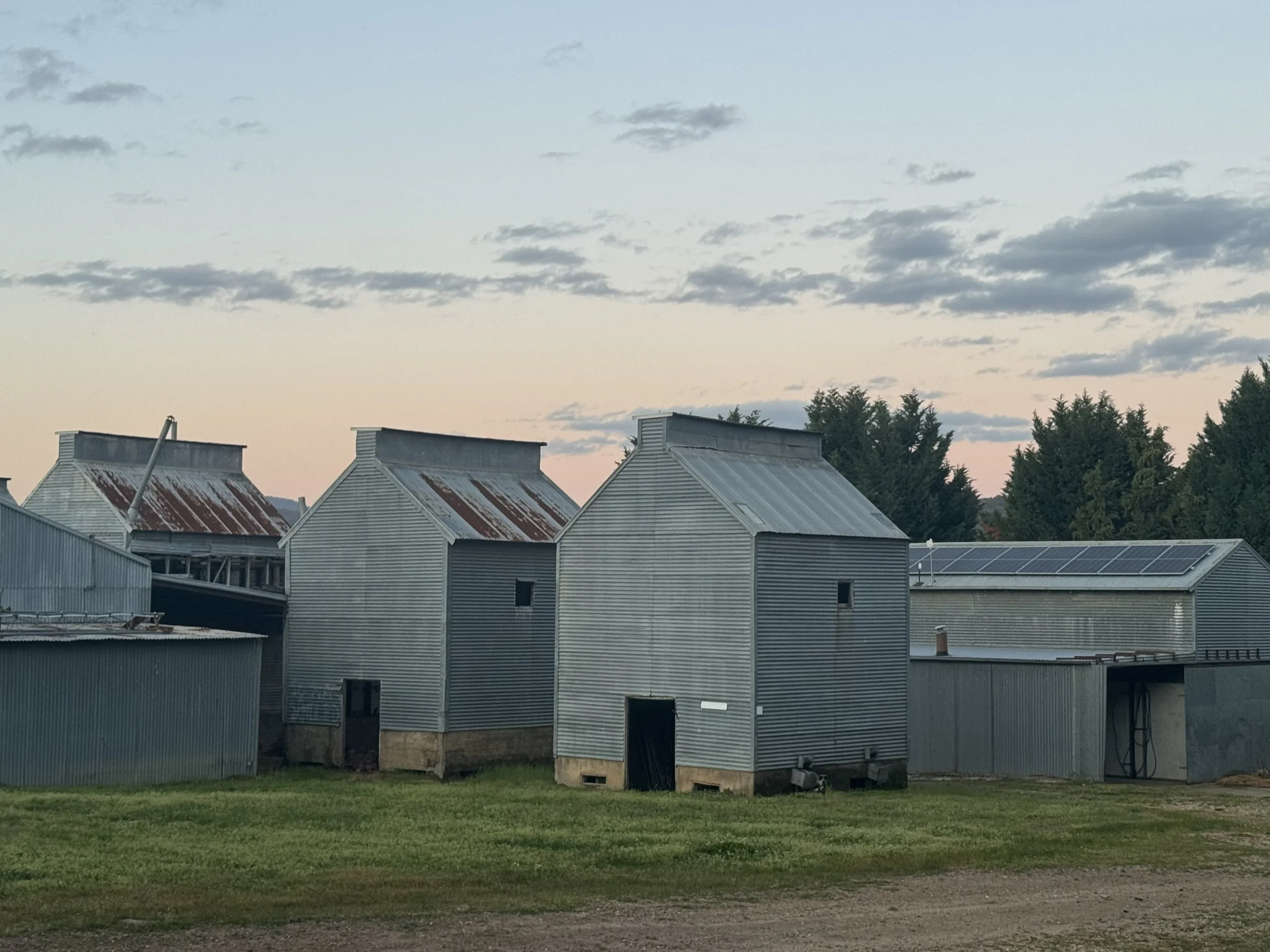 Row of old gray metal barns with rusted roofs on a farm during sunset, with a green grassy foreground and trees in the background.