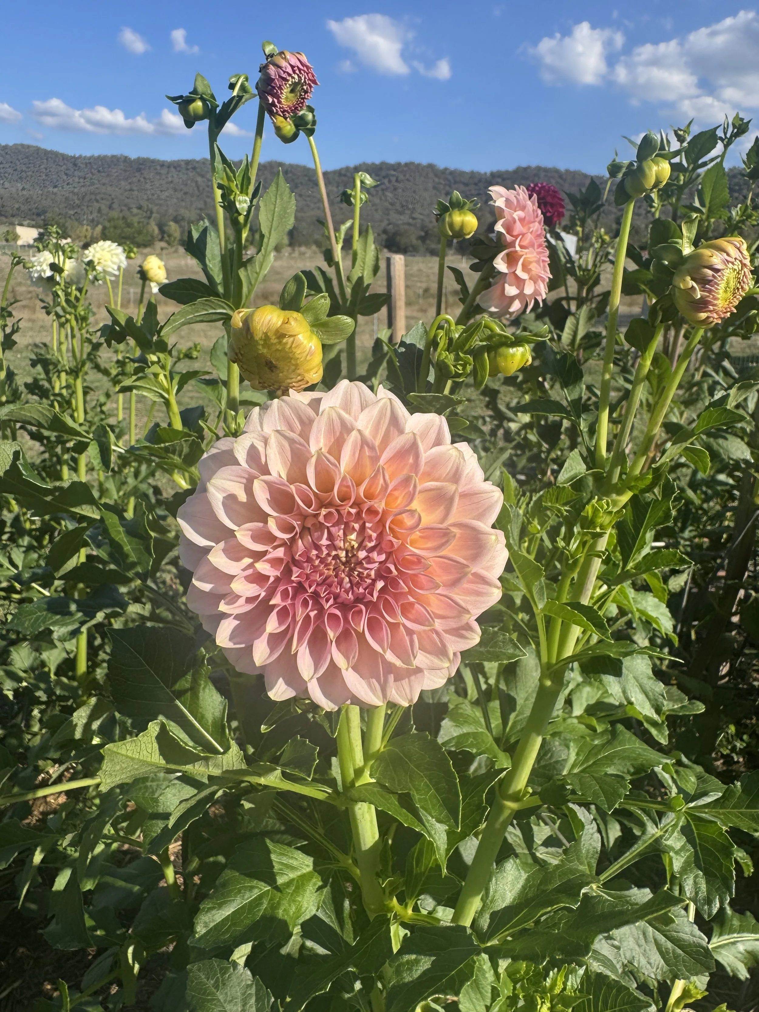 Pink and white dahlia flowers blooming in a garden with green leaves and a background of hills, blue sky, and scattered clouds.