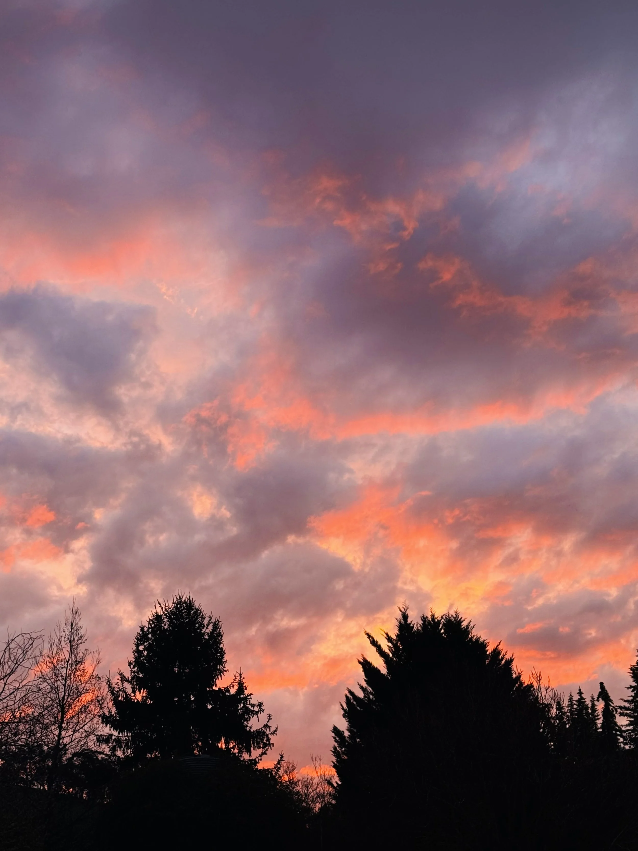 Sky at sunset with pink, purple, and orange clouds over silhouettes of trees.