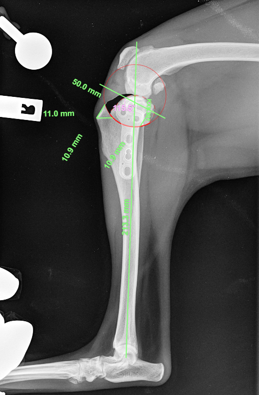 Radiograph of a dog knee joint - a canine stifle - with lines and angles showing the measurements and planning necessary for Stifle Surgeons to perform a TPLO for cruciate rupture in a dog.