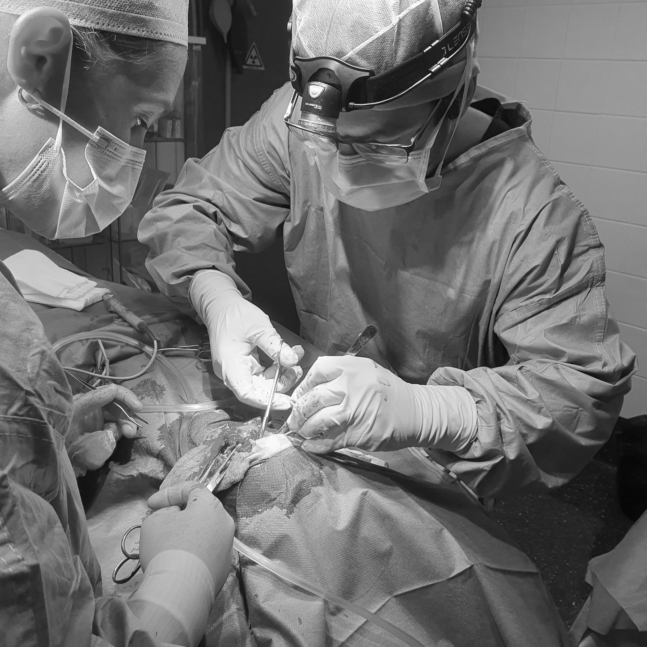 Veterinary surgeon performing a soft tissue surgical procedure with an assisting nurse.