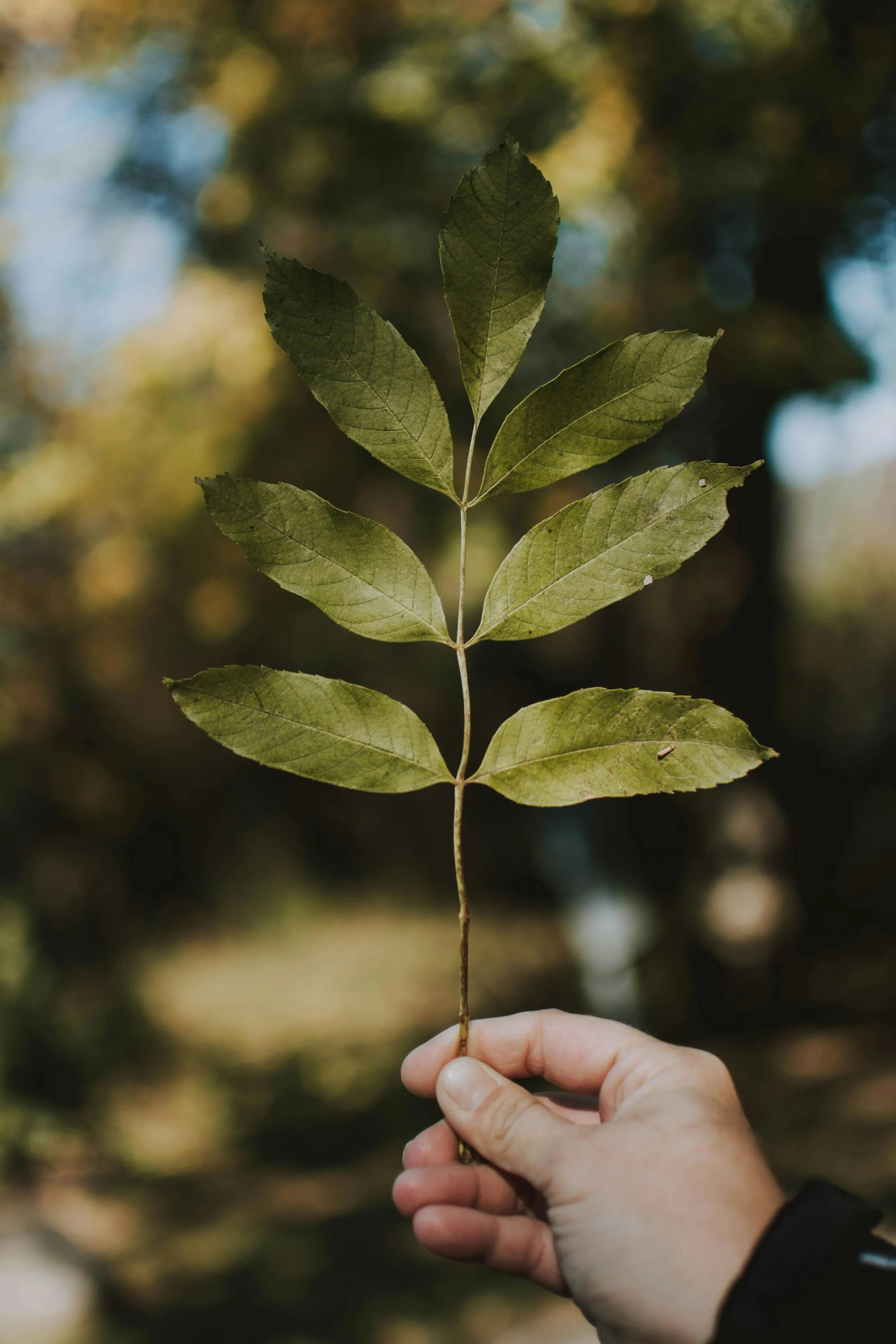 Paddock Mate- A hand holding a small branch with green and yellow leaves against a blurred background.