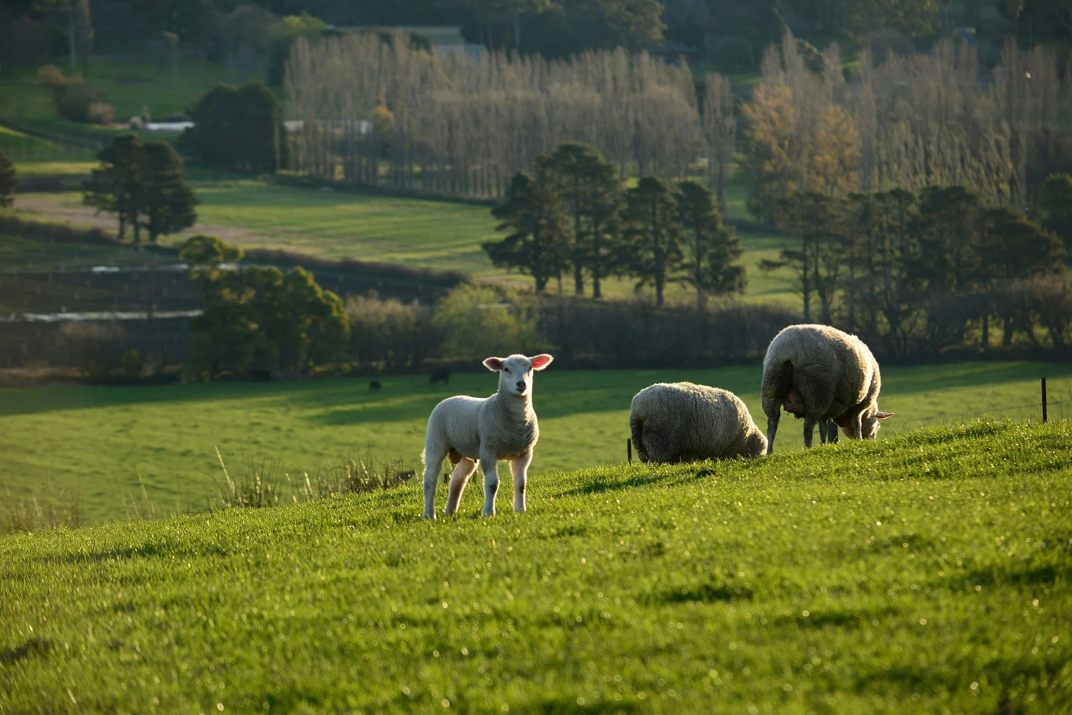 Paddock Mate- Rolling green hills with scattered trees, farmhouses, and a barn, with cows grazing in the foreground, under a partly cloudy sky and native australian revegetation