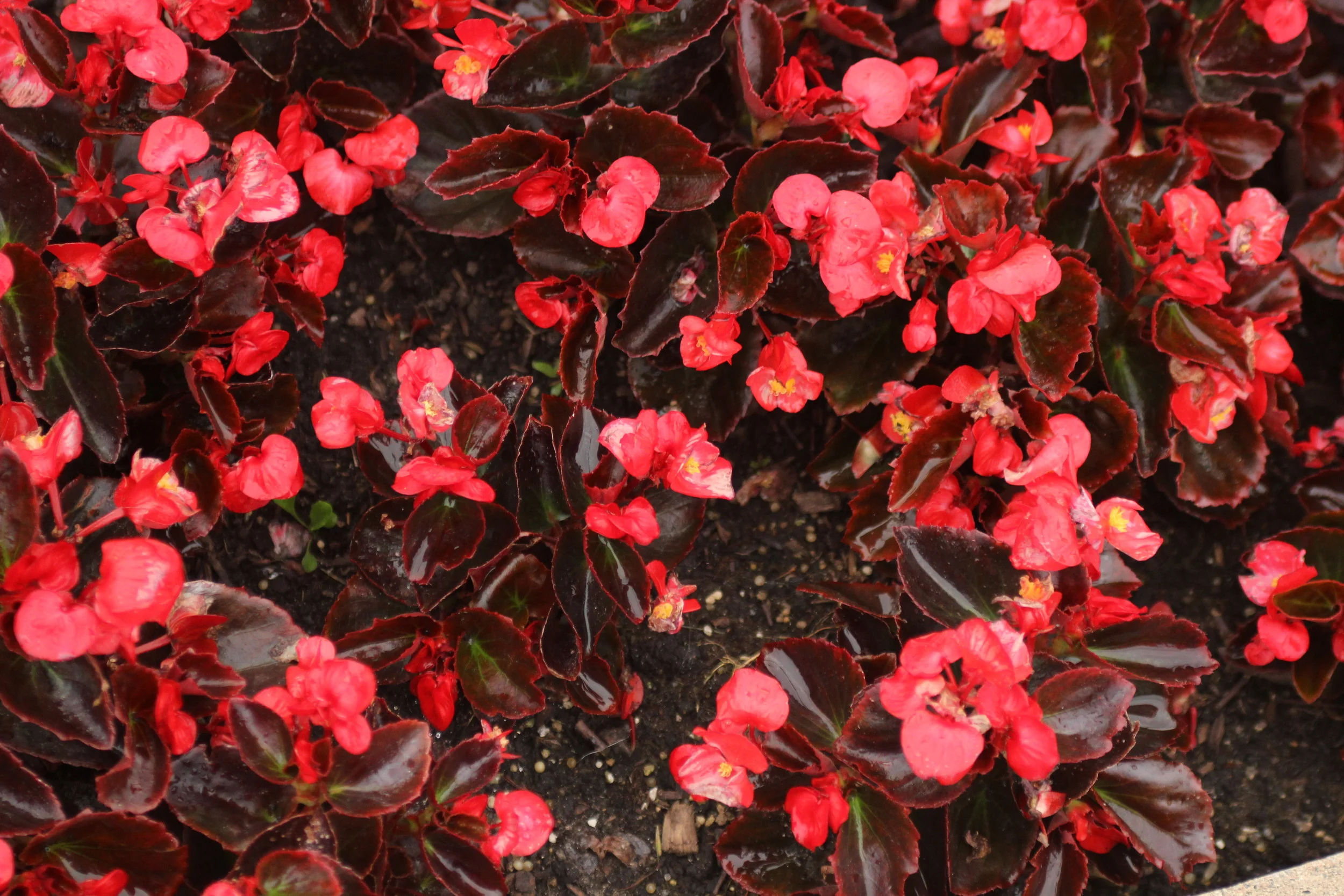 Love Me Baby: Chapter II