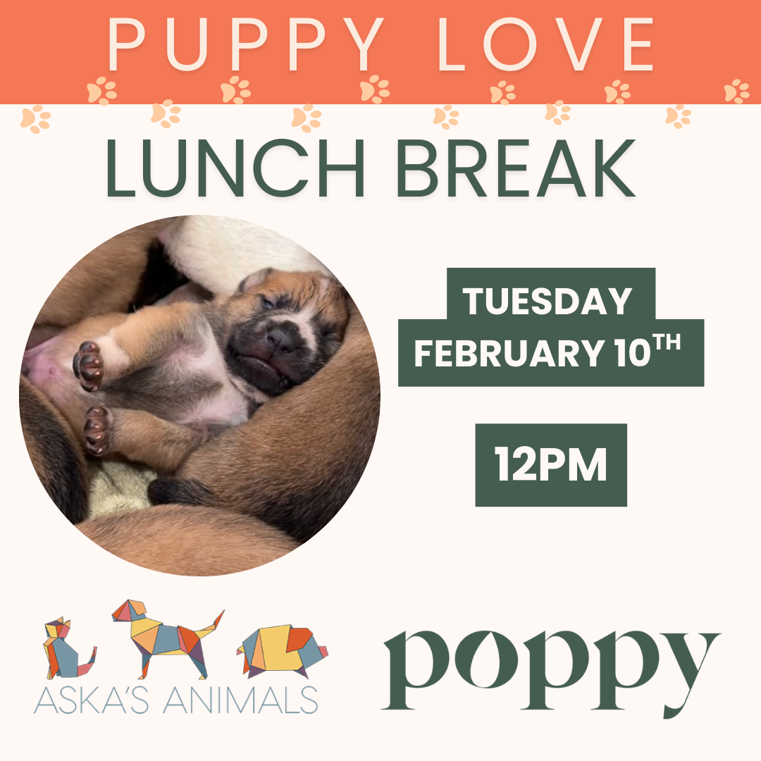 Puppy Love Lunch Break [with Aska's Animals]