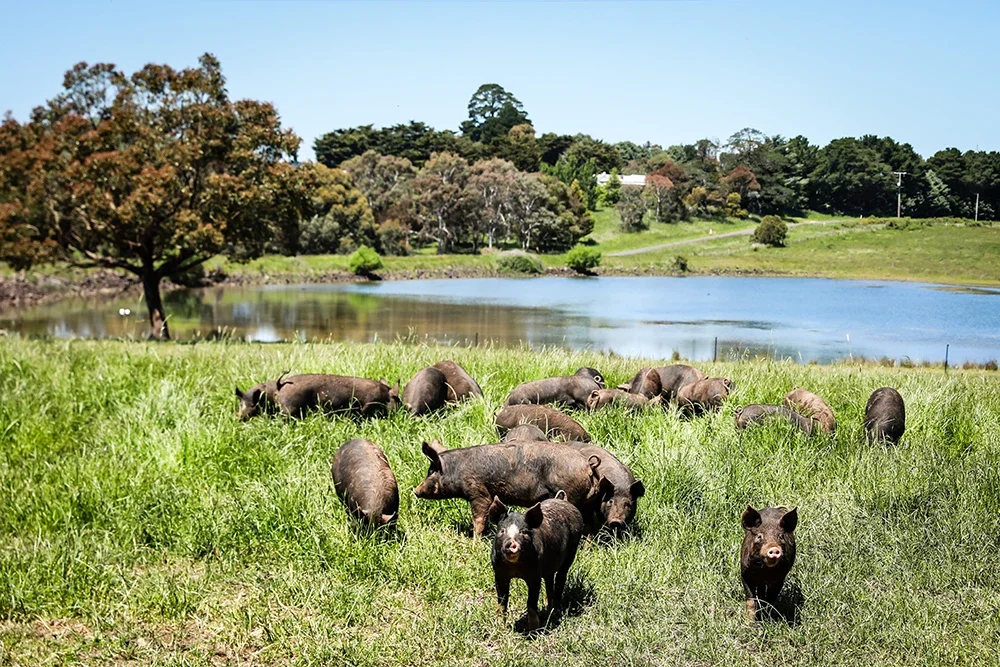 Brooklands Free Range Farms