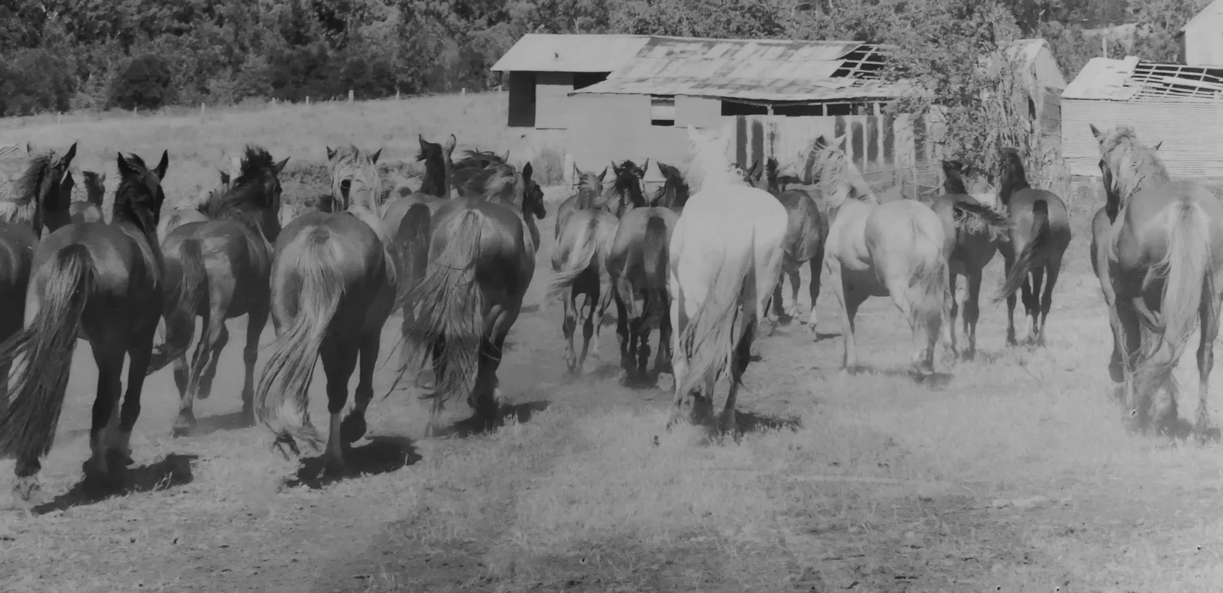 Boomerang Holiday Ranch
