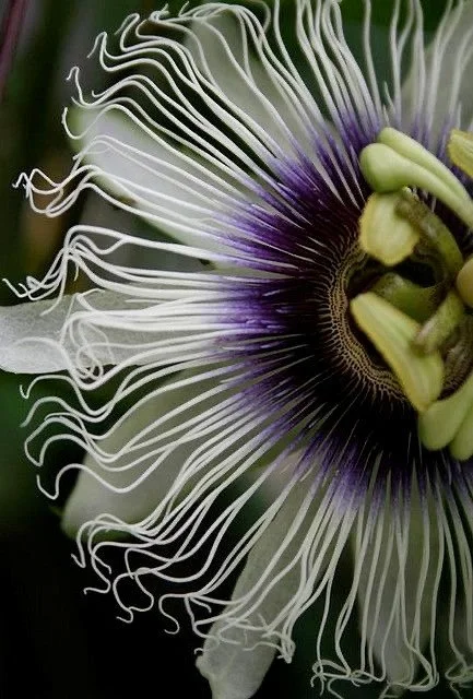 Herbal Insights