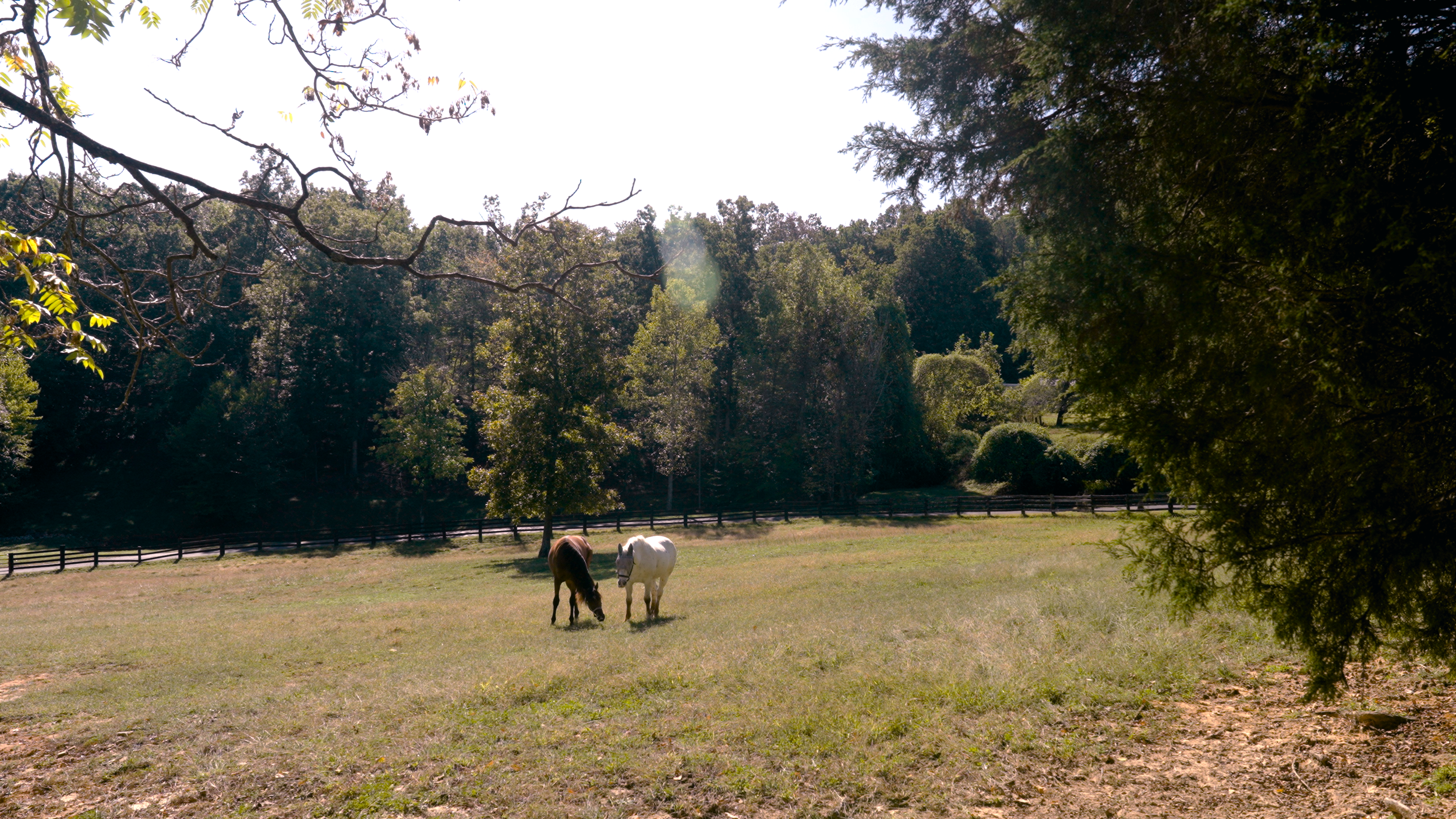 Two horses grazing in a green Kentucky pasture at sunset — still from a documentary-style family film capturing childhood adventures on a horse farm.