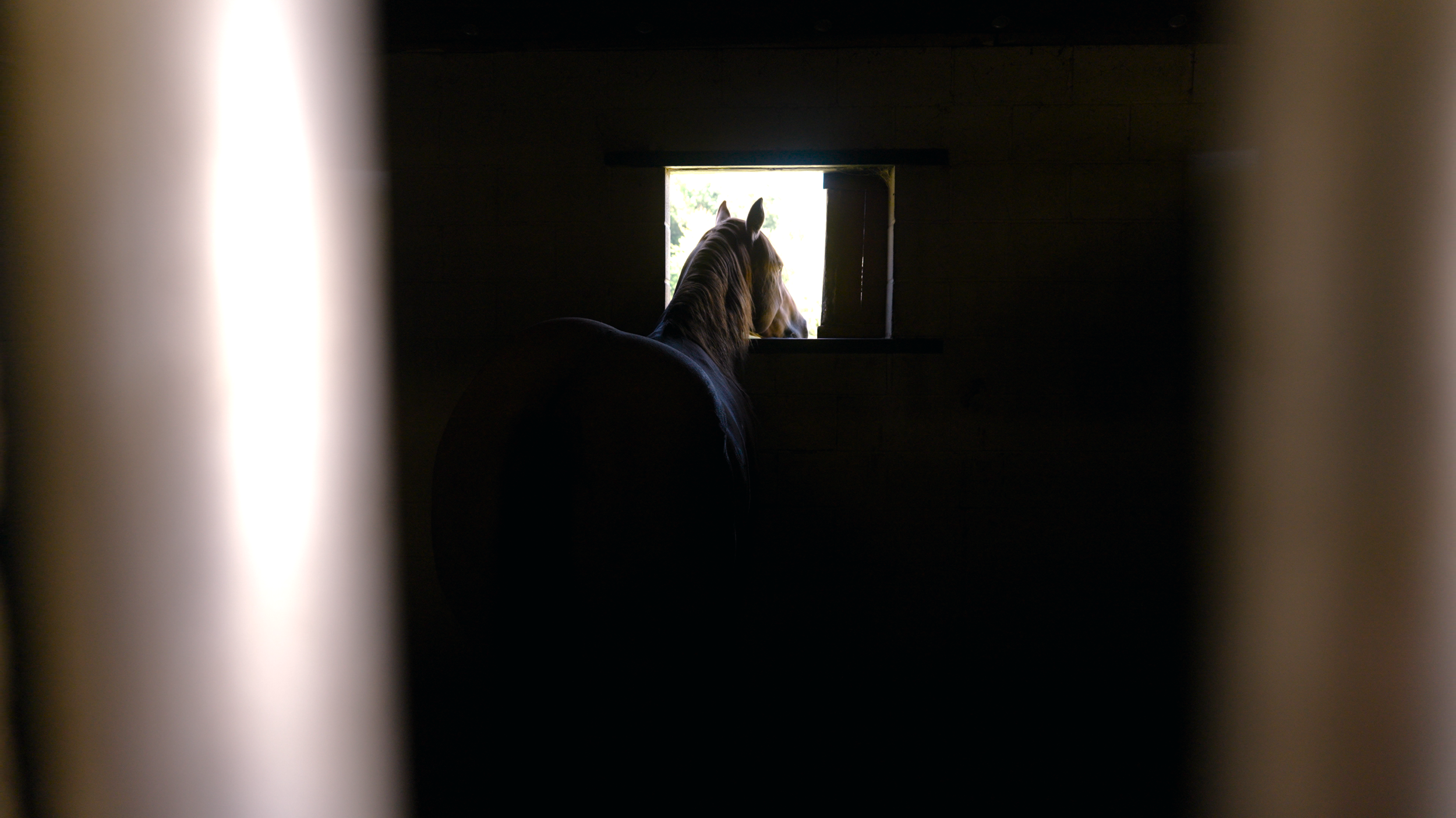 Horse peeking out of a rustic barn in Kentucky — still from a documentary family film by Tara O’Brien Family Films capturing life in the Bluegrass.