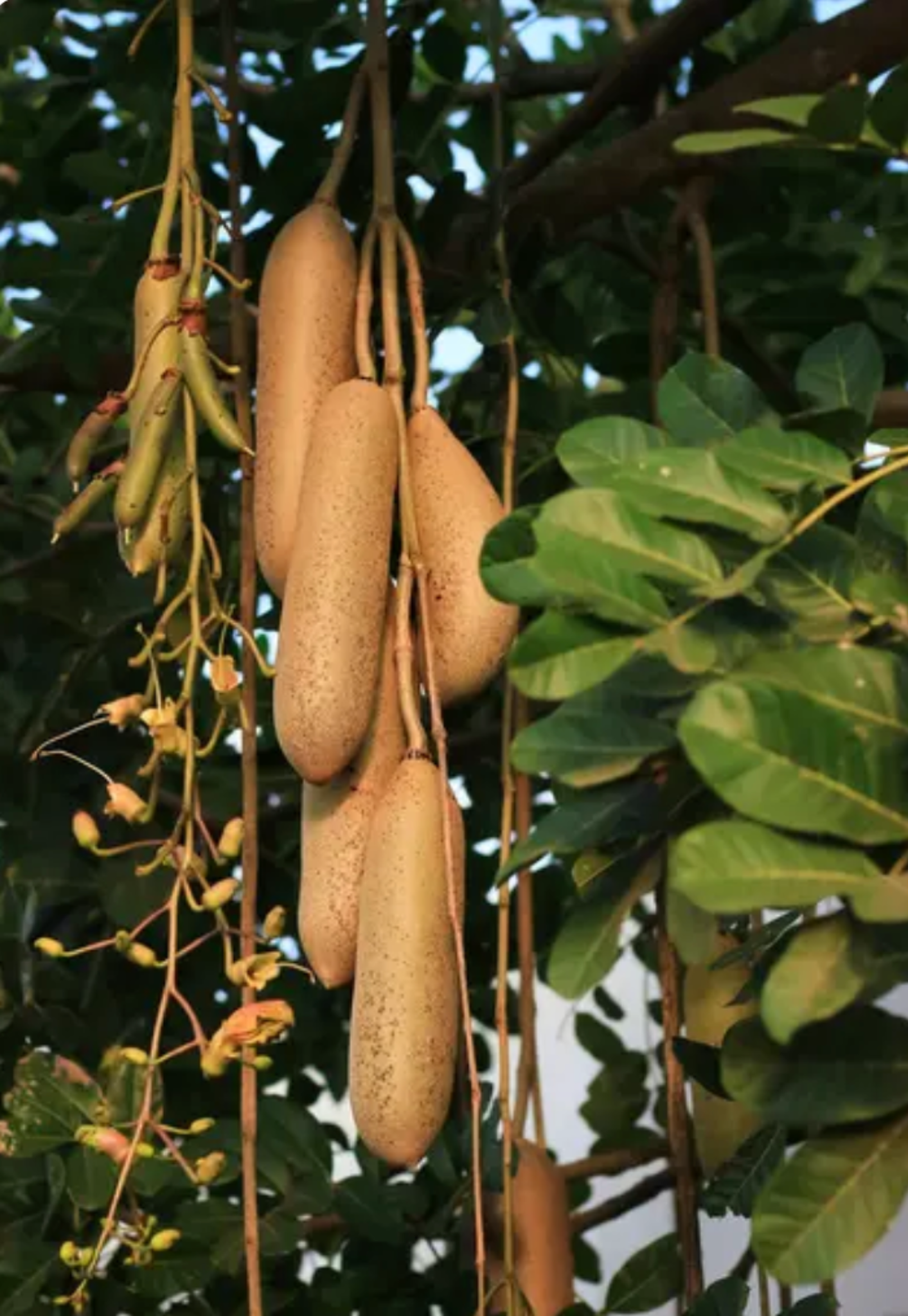 Clustering sesame pods hanging from a branch surrounded by green leaves.