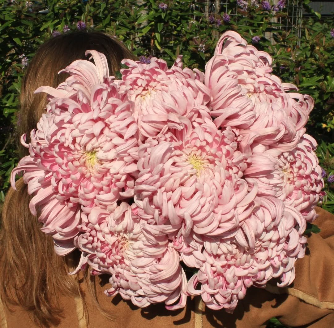 There's nothing that says Autumn quite like the Chrysanthemum. These Vienna Pink Xanths are not only textually bold, but also come with a divine, fresh scent. 

They're known for their longevity - having a vase life of up to two weeks if kept in the 