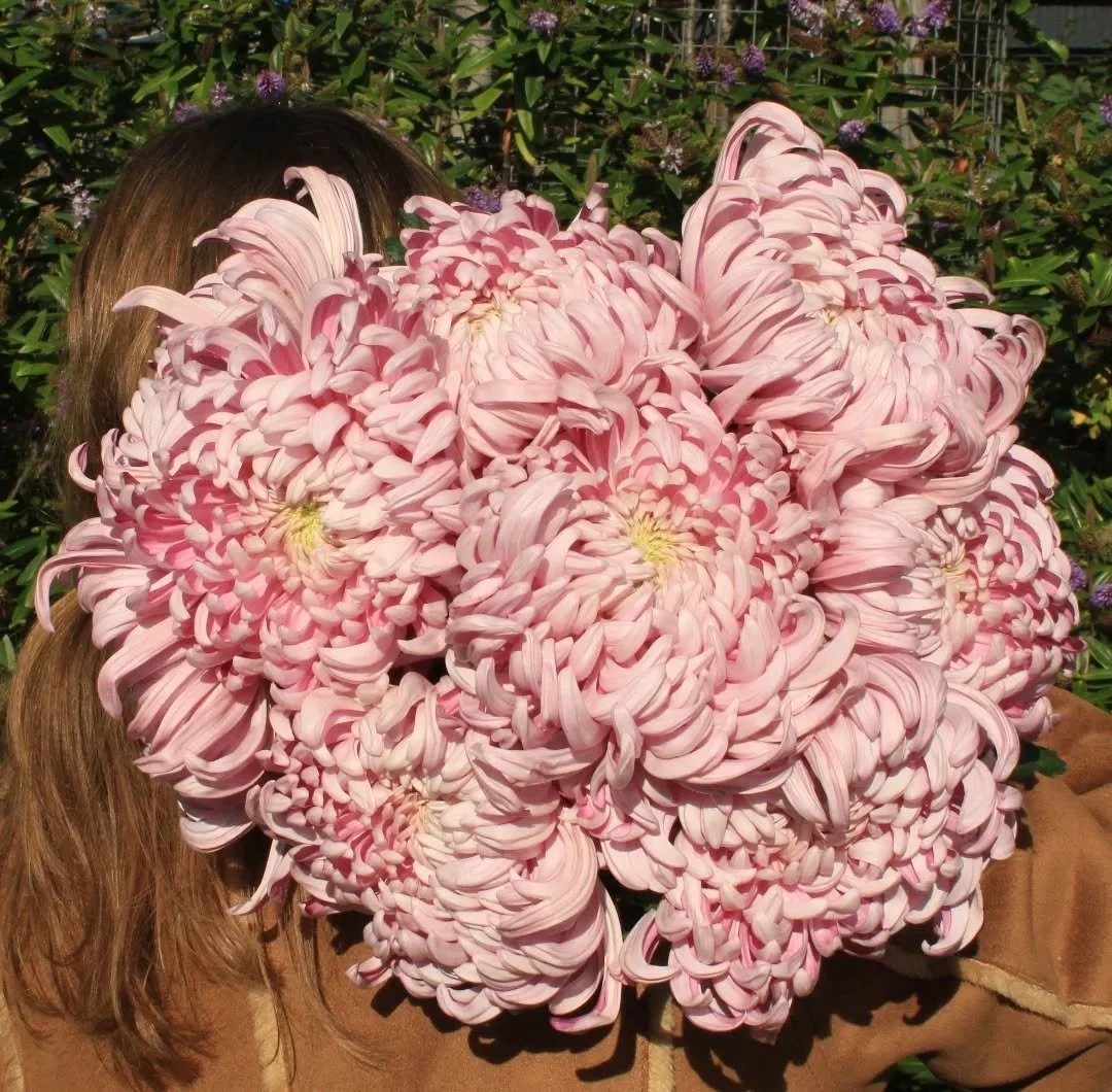 There's nothing that says Autumn quite like the Chrysanthemum ✨

#spidergerbera #york #yorkflorist #flowers #freshflowers #florist #autumn