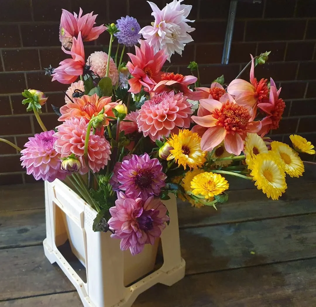 Pictures of summery English Dahlia are necessary on a gloomy day like this ☀️ 

#spidergerbera #dahlia #englishflowers #flowers #florist #york