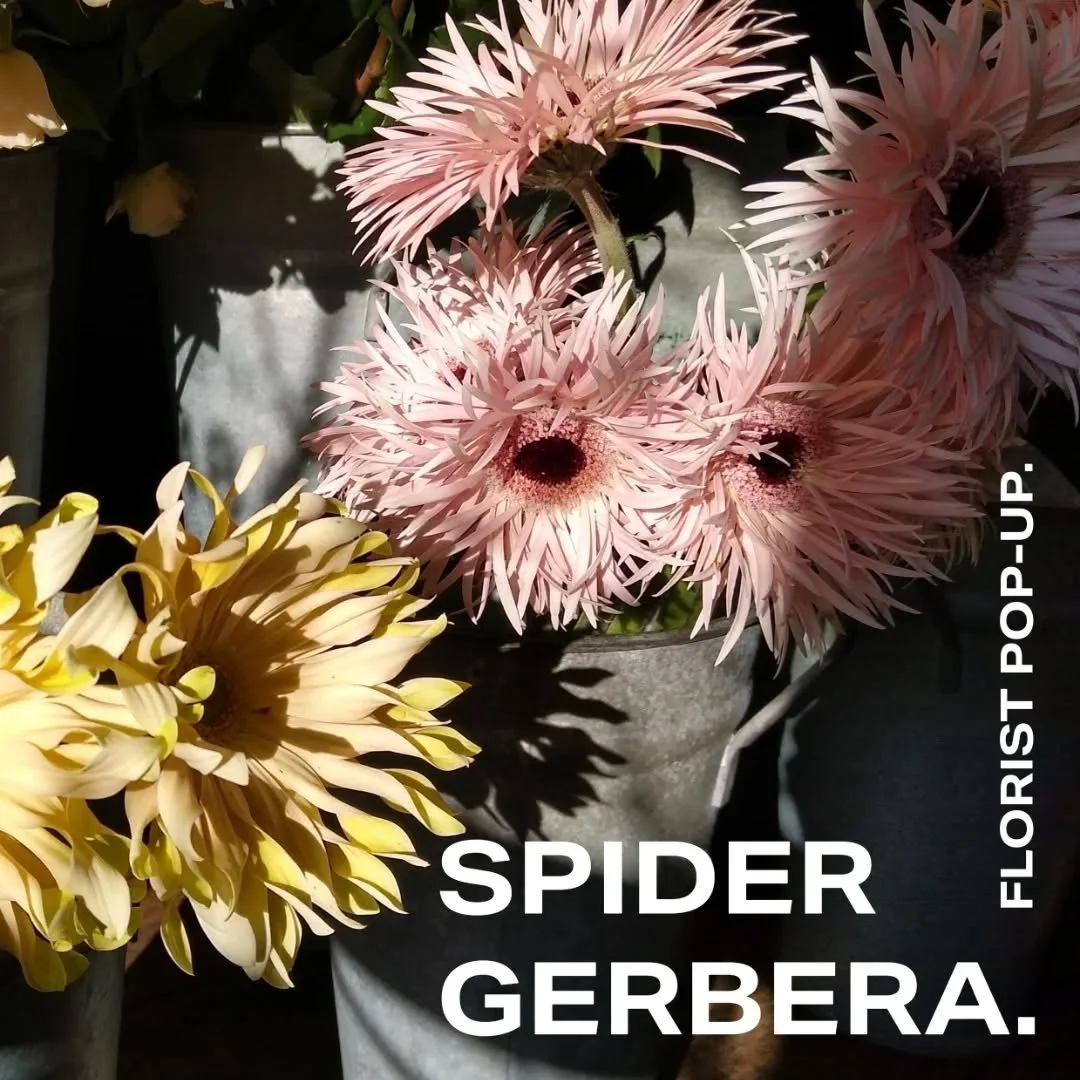 Spider Gerbera is having our first ever flower pop up shop! Expect lots of colour, texture, and that dreamy winter-into-spring flower magic 🌷 

📍 Holy Trinity Church Hall, Melrosegate, York, YO31 0RP
⏰ Saturday 24th Jan, 12pm - 20m

This pop-up is 