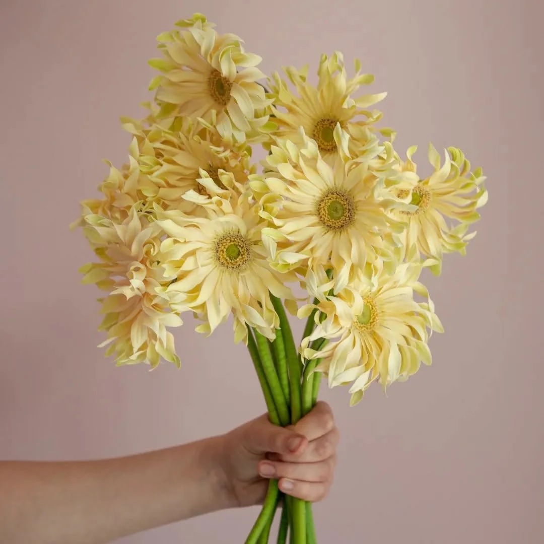 A little bit of sunshine on a rainy day ☀️

Photography by @bechudsonsmith 🙌

#spidergerbera #york #yorkflorist #monoflowers #flowers