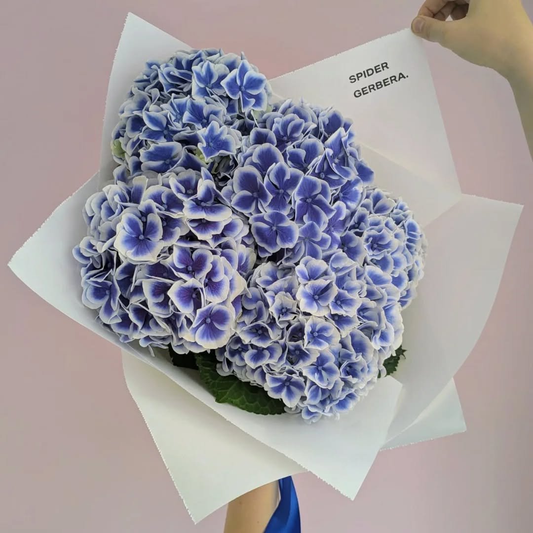 Today's favourites - two-toned Hydrangea and Garden Roses

#monoflowers #hydrangea #roses #york #yorkflorist