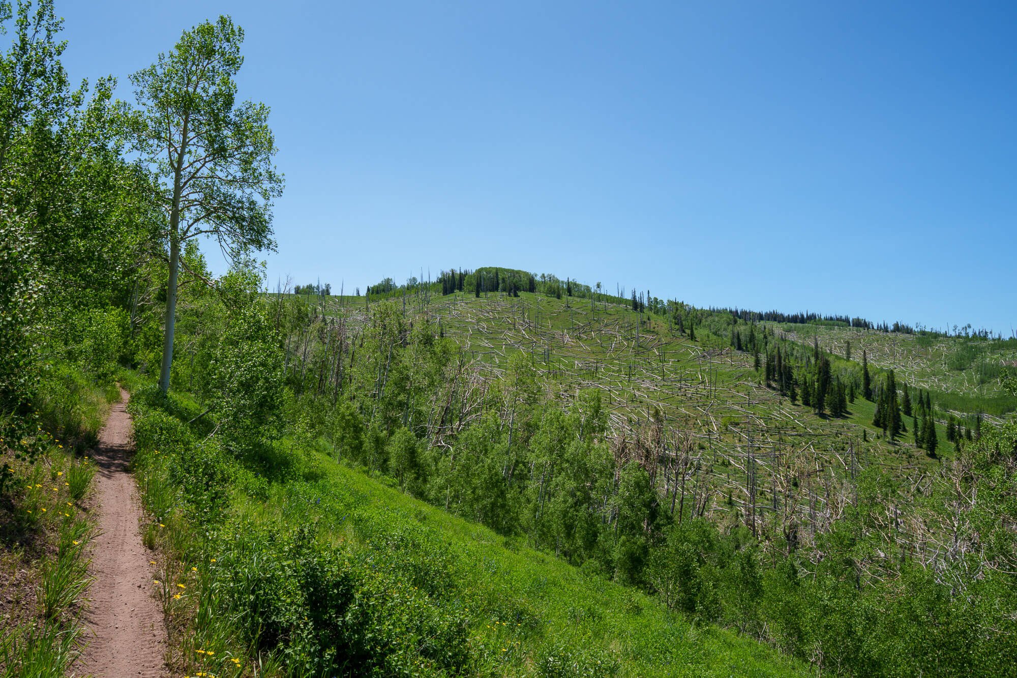 A mountain landscape with a dirt trail on the left, green trees, and a hillside with dead trees and some still green, under a clear blue sky.