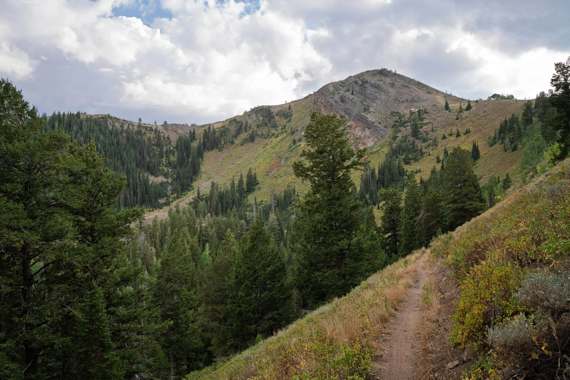 A mountain landscape with a dirt trail running through grassy and shrub-covered terrain, lined by various trees leading to hills and a cloudy sky.