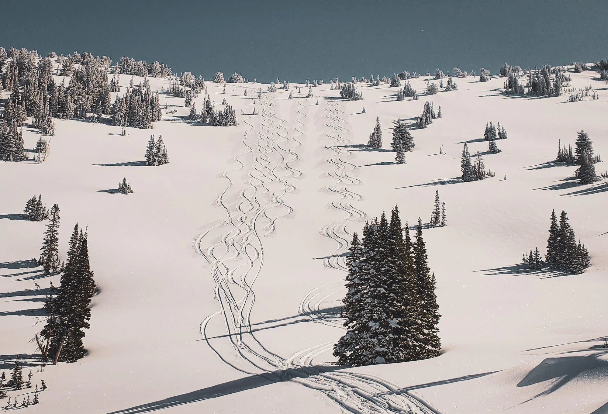 Snow-covered mountain slope with numerous ski tracks and scattered evergreen trees under a clear sky.