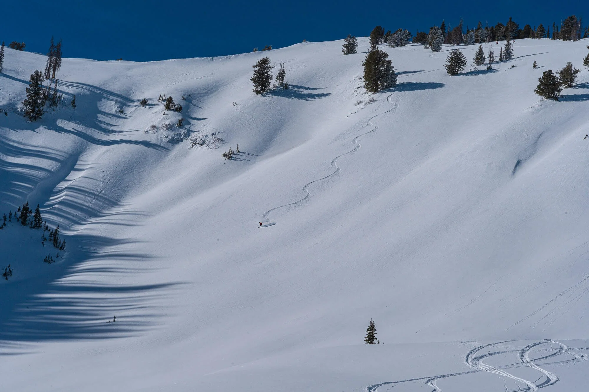 A snow-covered mountain slope with pine trees and ski tracks, under a clear blue sky.
