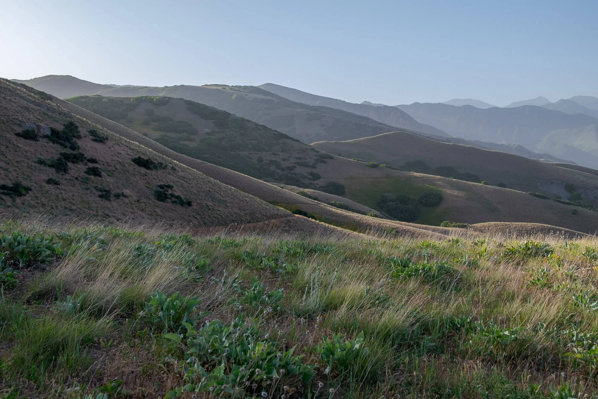 Rolling hills covered with grass and shrubs under a clear blue sky.