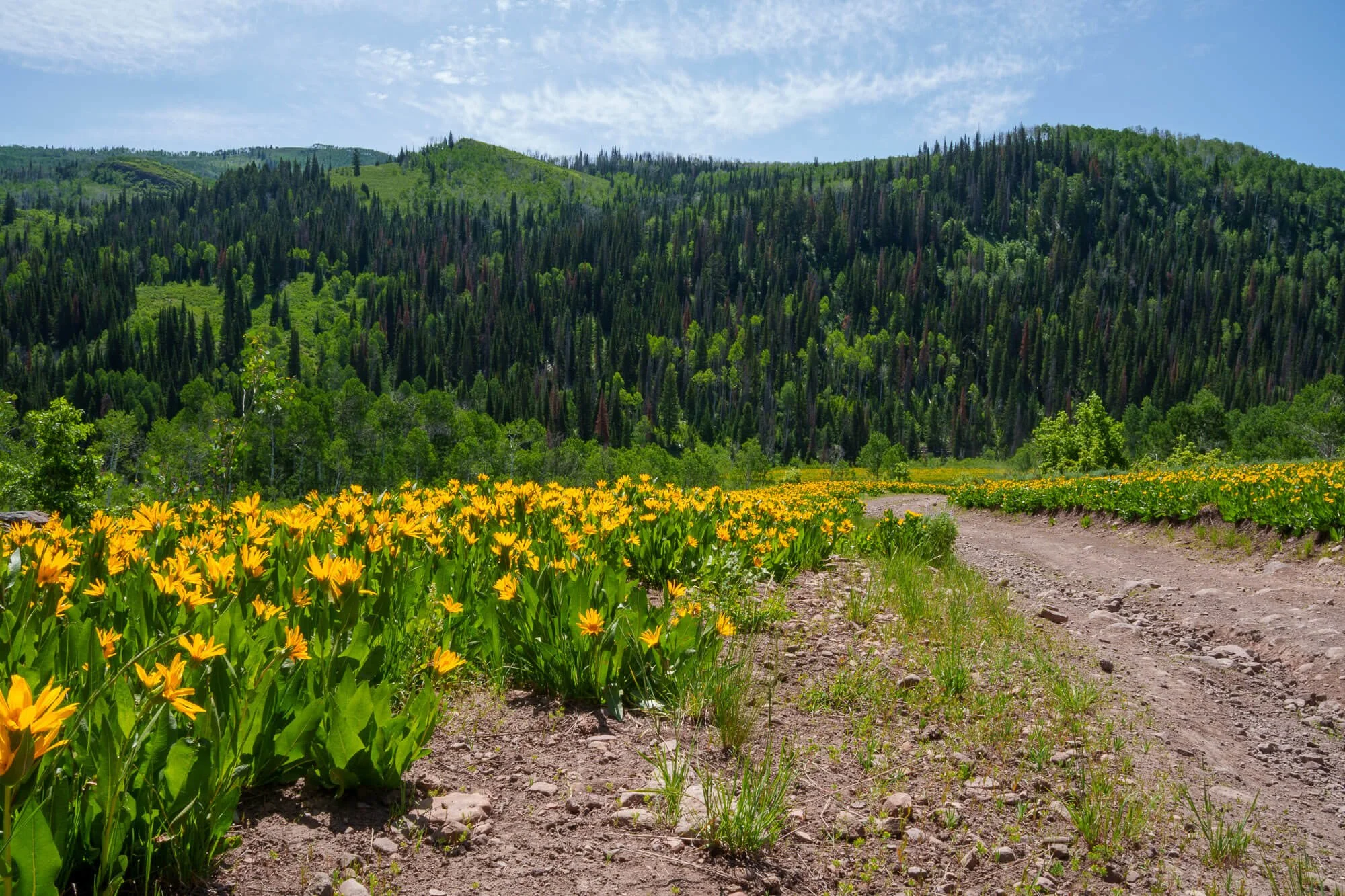 Yellow flowers growing along a dirt road with a mountain and green trees in the background under a partly cloudy sky.