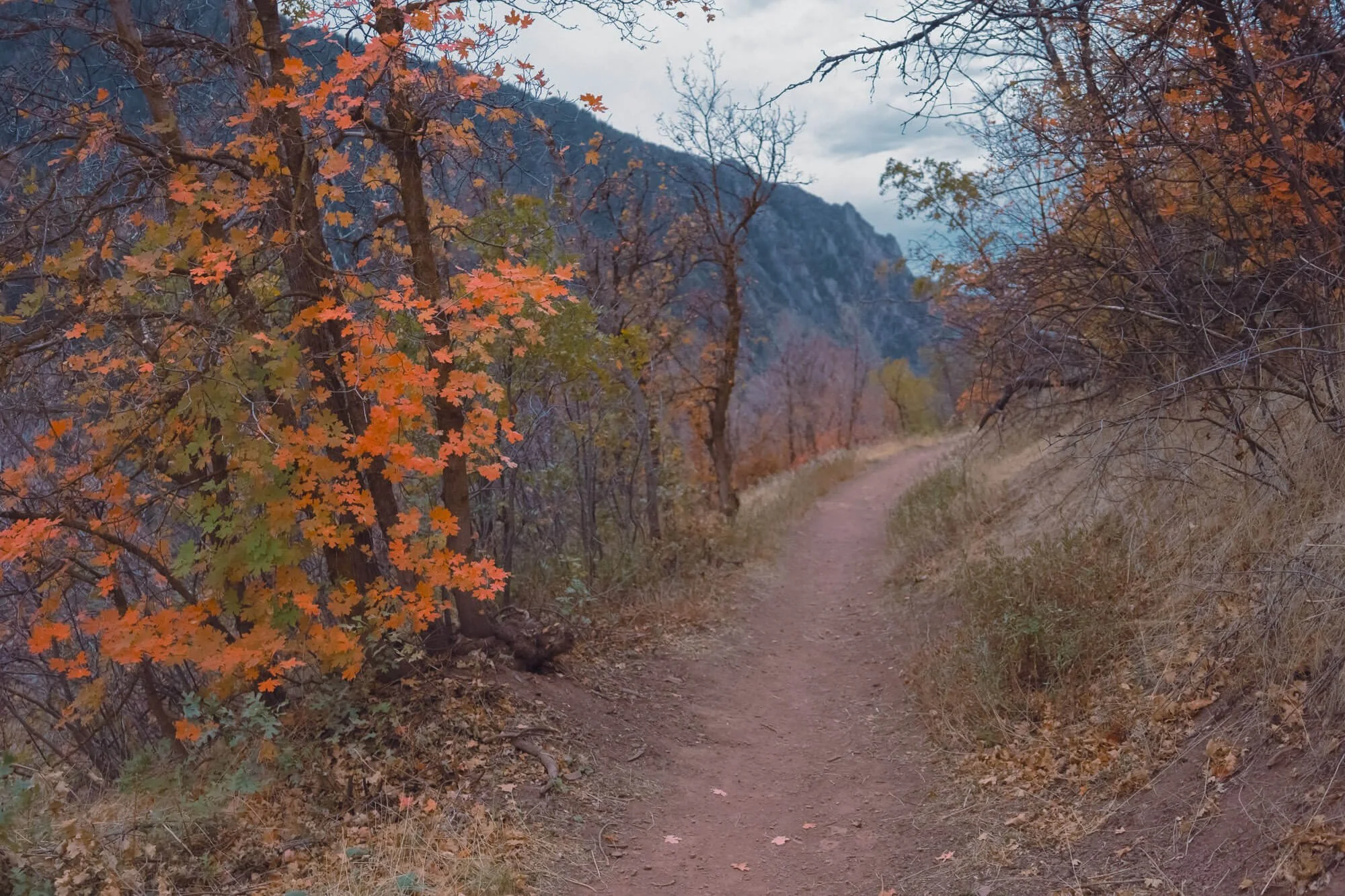 A dirt trail winding through an autumn forest with colorful fall foliage, dry grass, and mountains in the background.