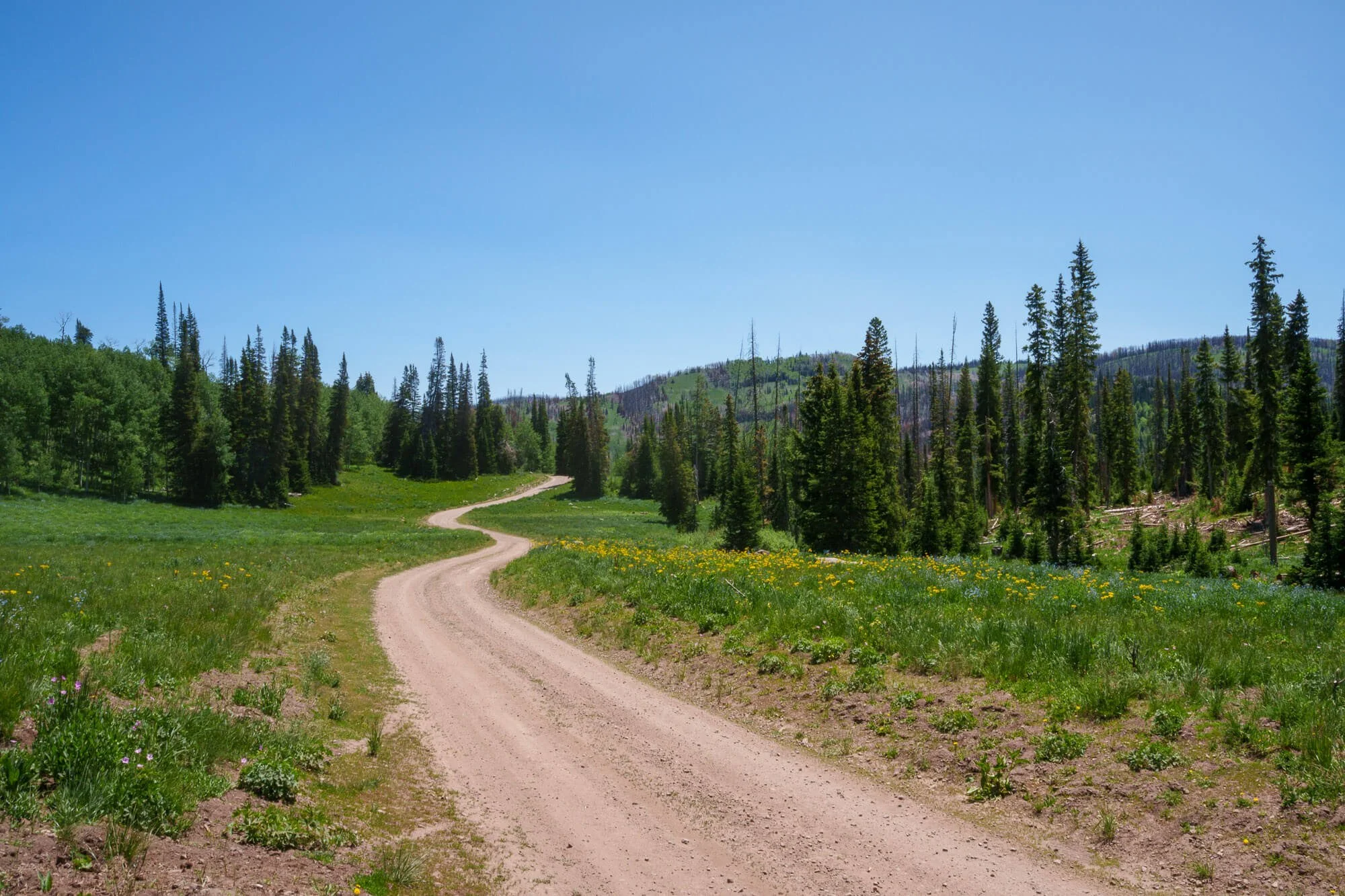 A dirt road winds through a green forested landscape with tall pine trees and a clear blue sky overhead.