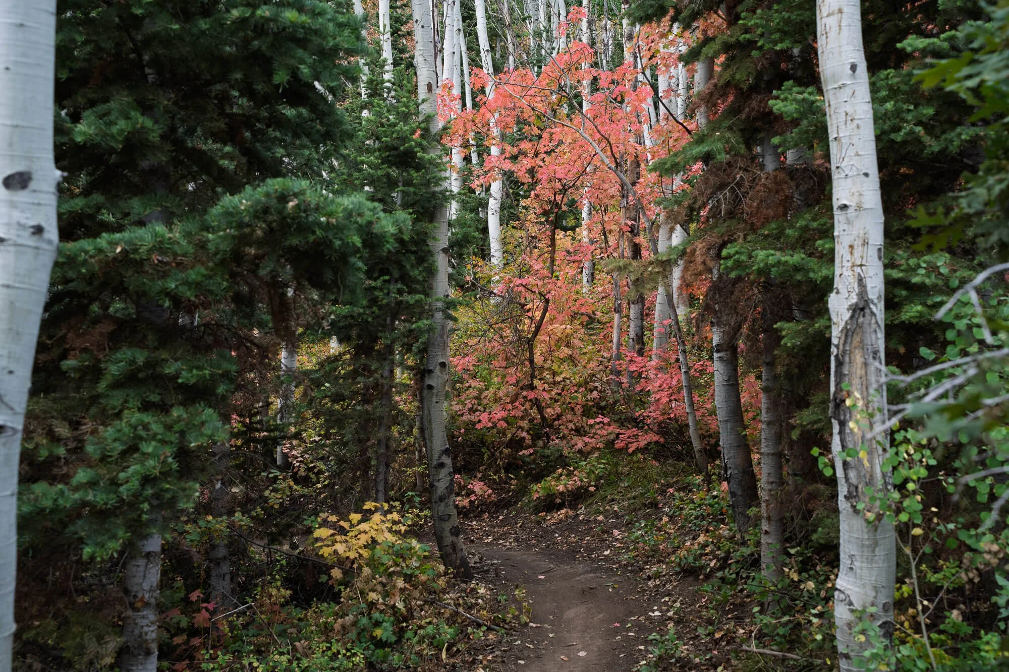 A forest trail surrounded by green and reddish-orange fall foliage with aspen trees and pine trees.