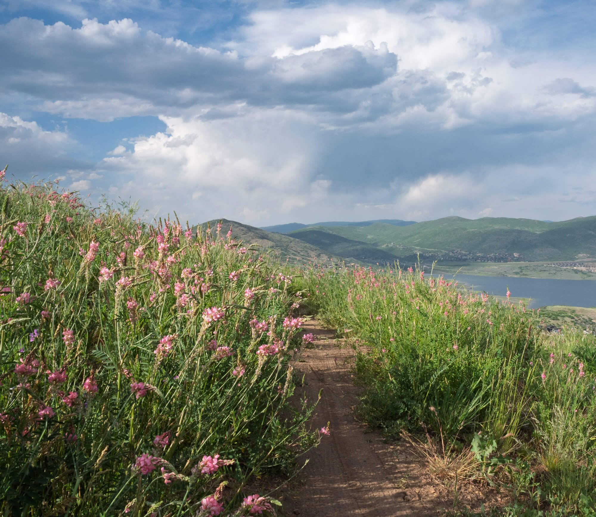 A dirt trail through tall pink wildflowers on a hillside with a lake and green hills in the background under a cloudy sky.
