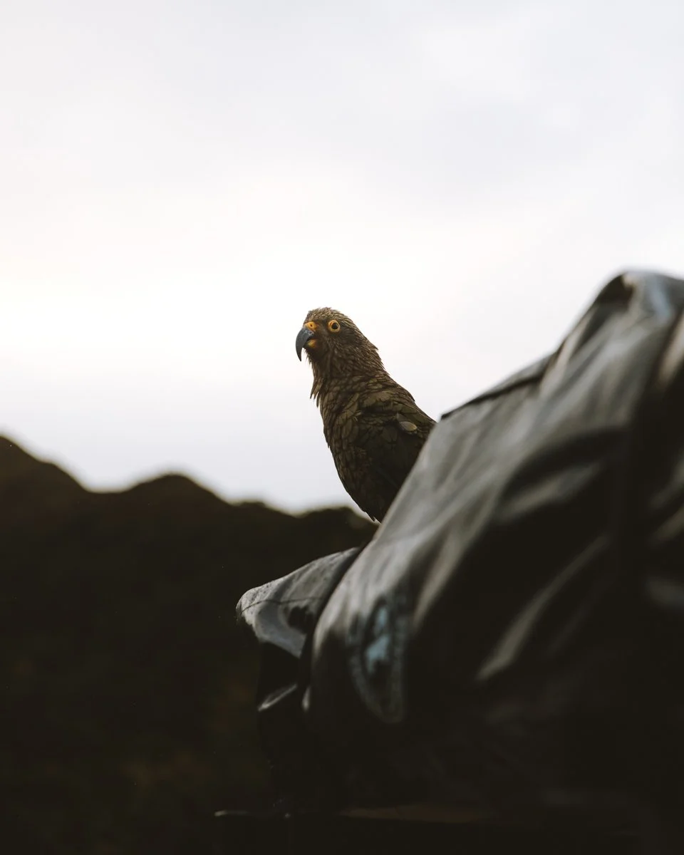 Close-up of a bird of prey, possibly an eagle or hawk, perched on a branch or object with a cloudy sky in the background.