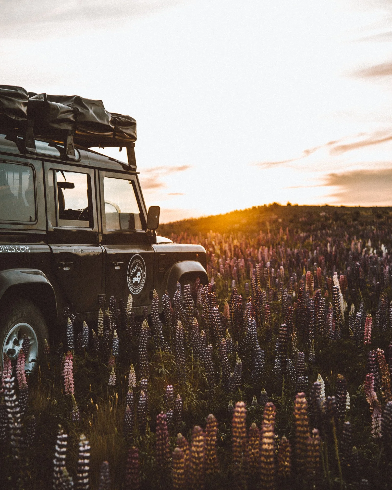 Land Rover Defender 4WD parked among lupins near Lake Tekapo, NZ