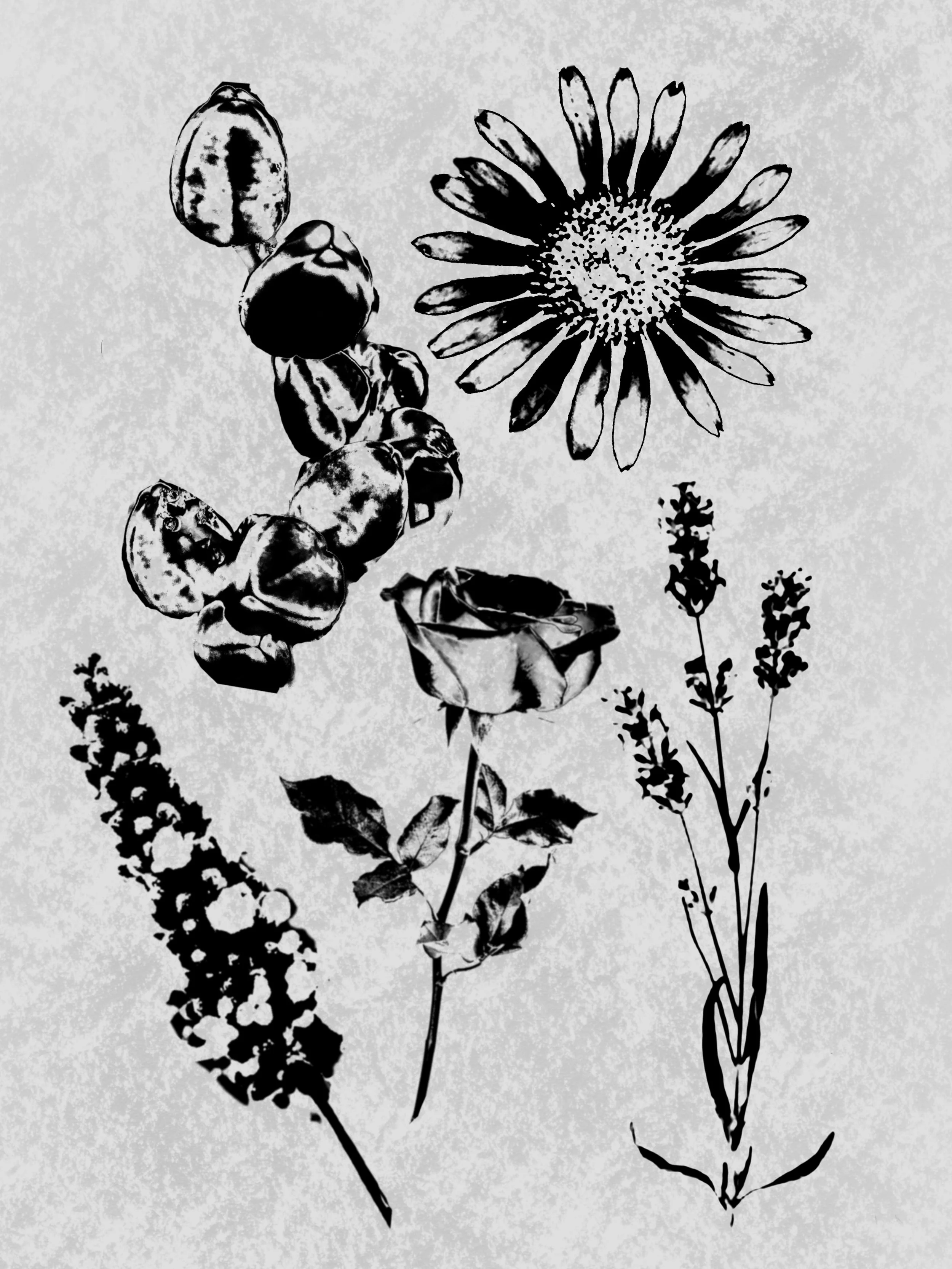 Untitled_Artwork 7 (3).JPG