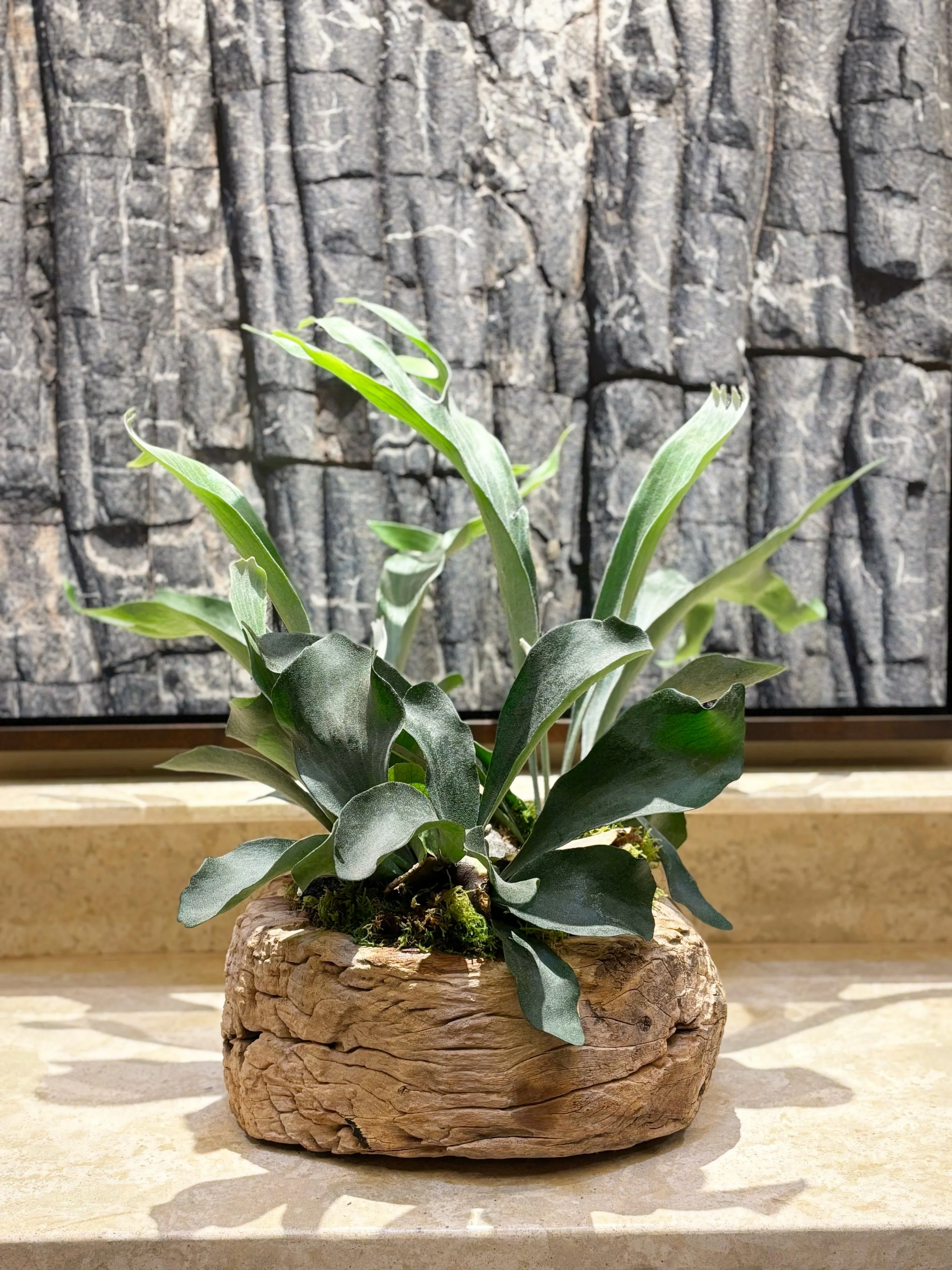 Kona Living Designs features a staghorn plant in a rustic, light brown wood pot as an interior design feature.