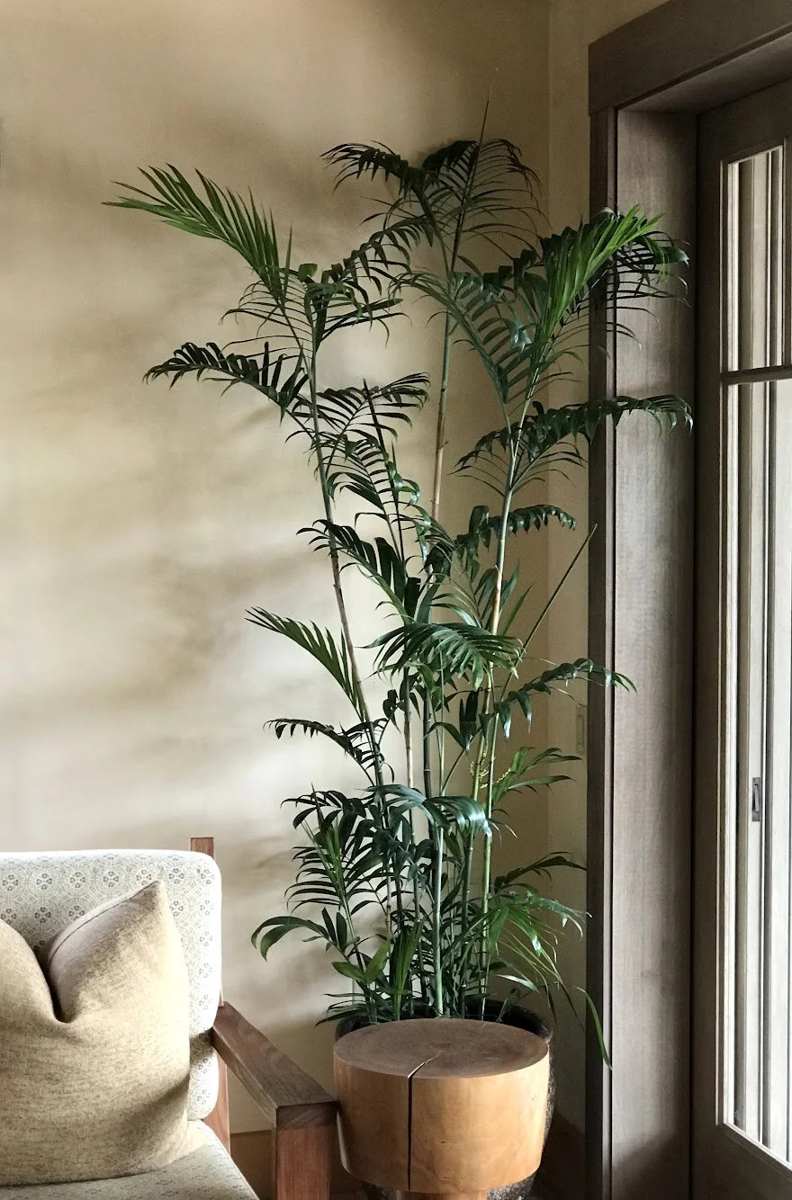 Kona Living Designs curates various interior plant scapes such as this tall green indoor plant in a wooden pot at an upscale residence.