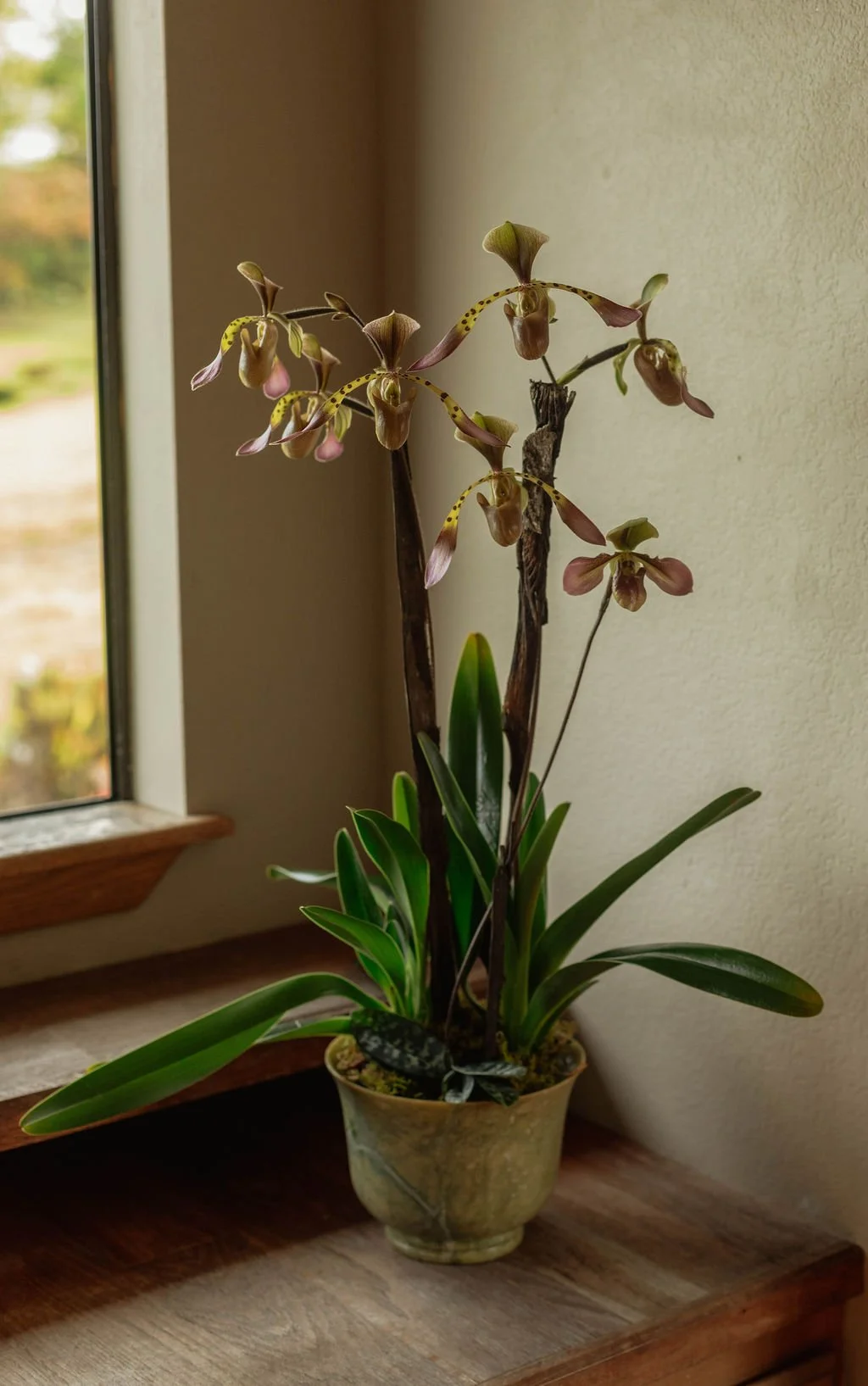 Christine L ʻOrange is a highly experienced floral design expert who curates various potted orchid arrangements.