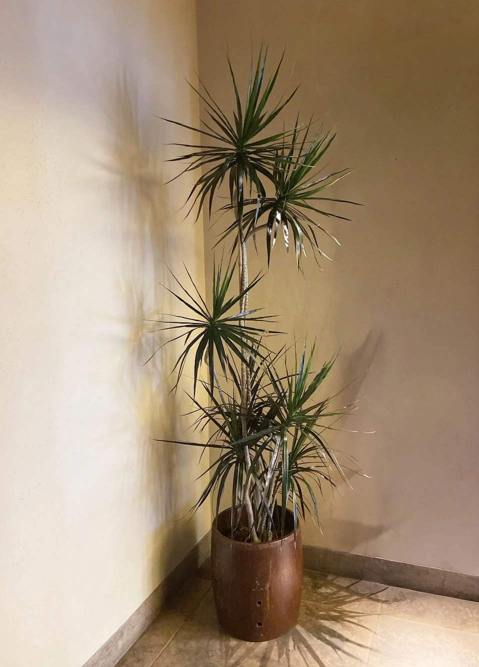 Interior plant design at a private residence in Kona, Hawaii.
