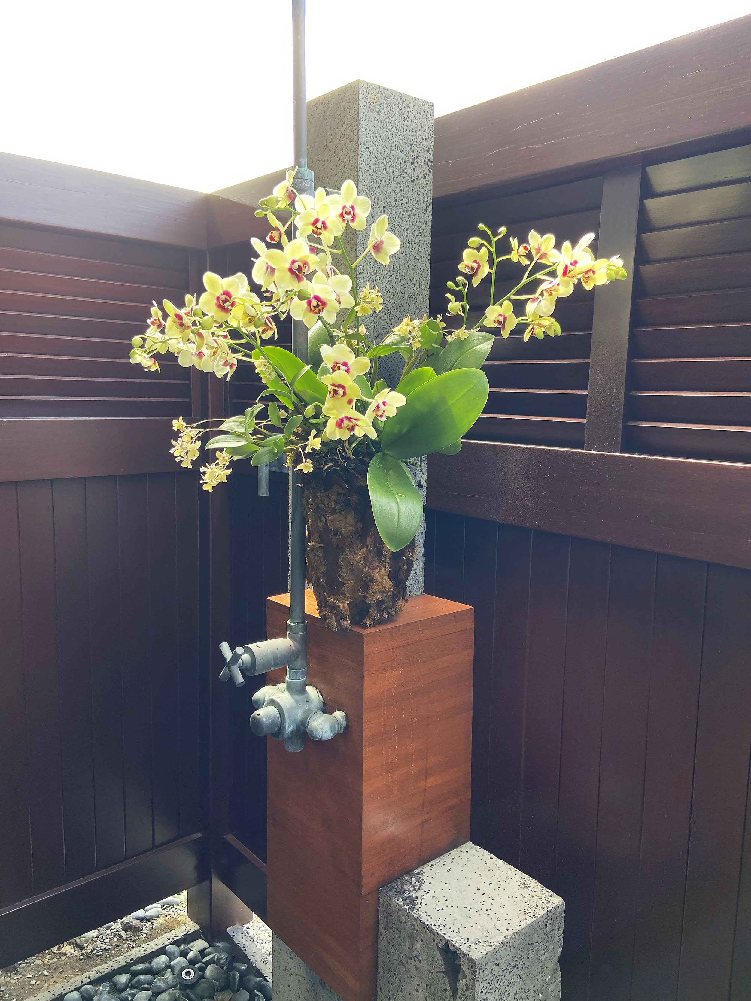 Orchid arrangement in exterior shower, featuring yellow flowers with pink centers, set against dark wooden wall panels.