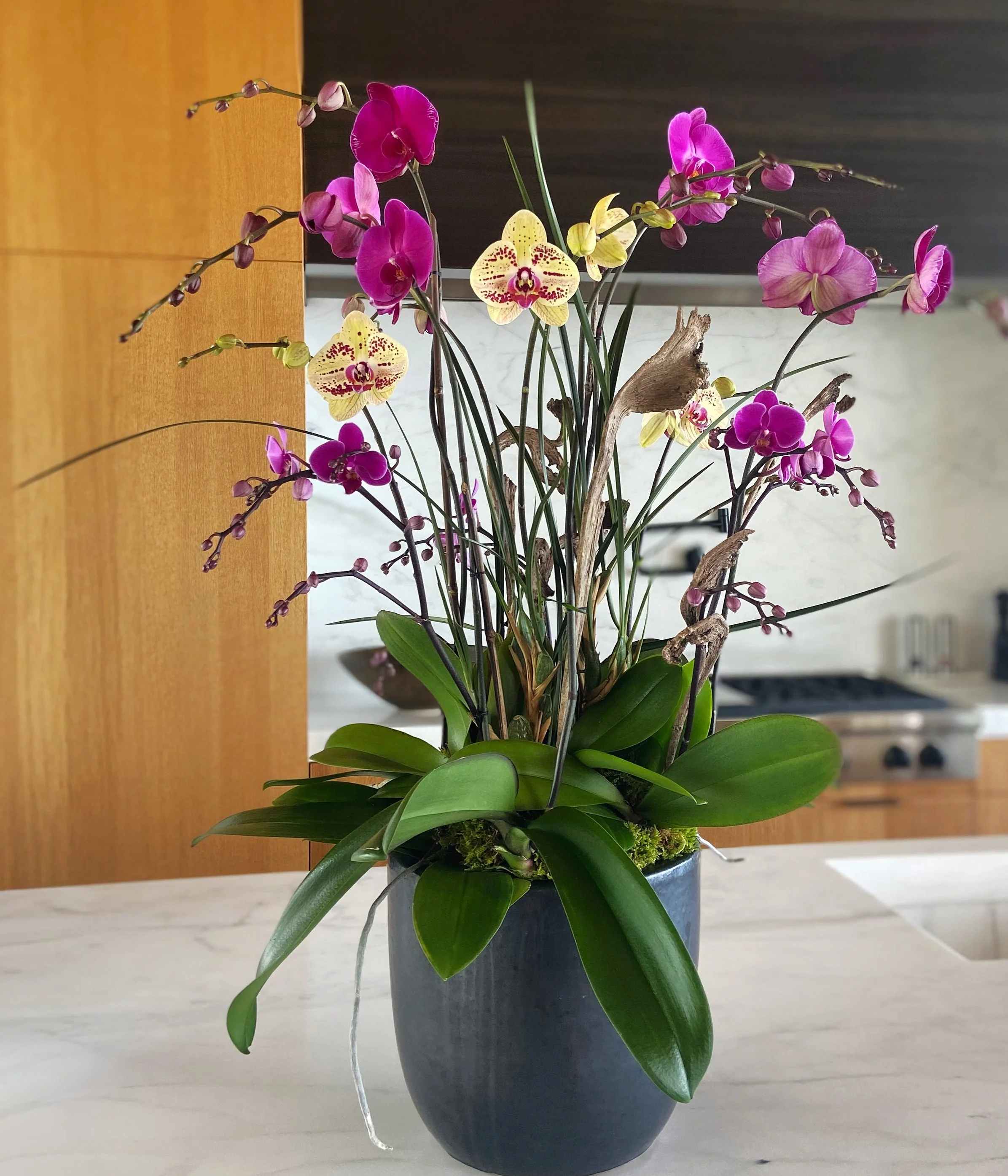 A potted orchid plant featuring vibrant colors, used as a centerpiece on the kitchen counter of a luxury home.
