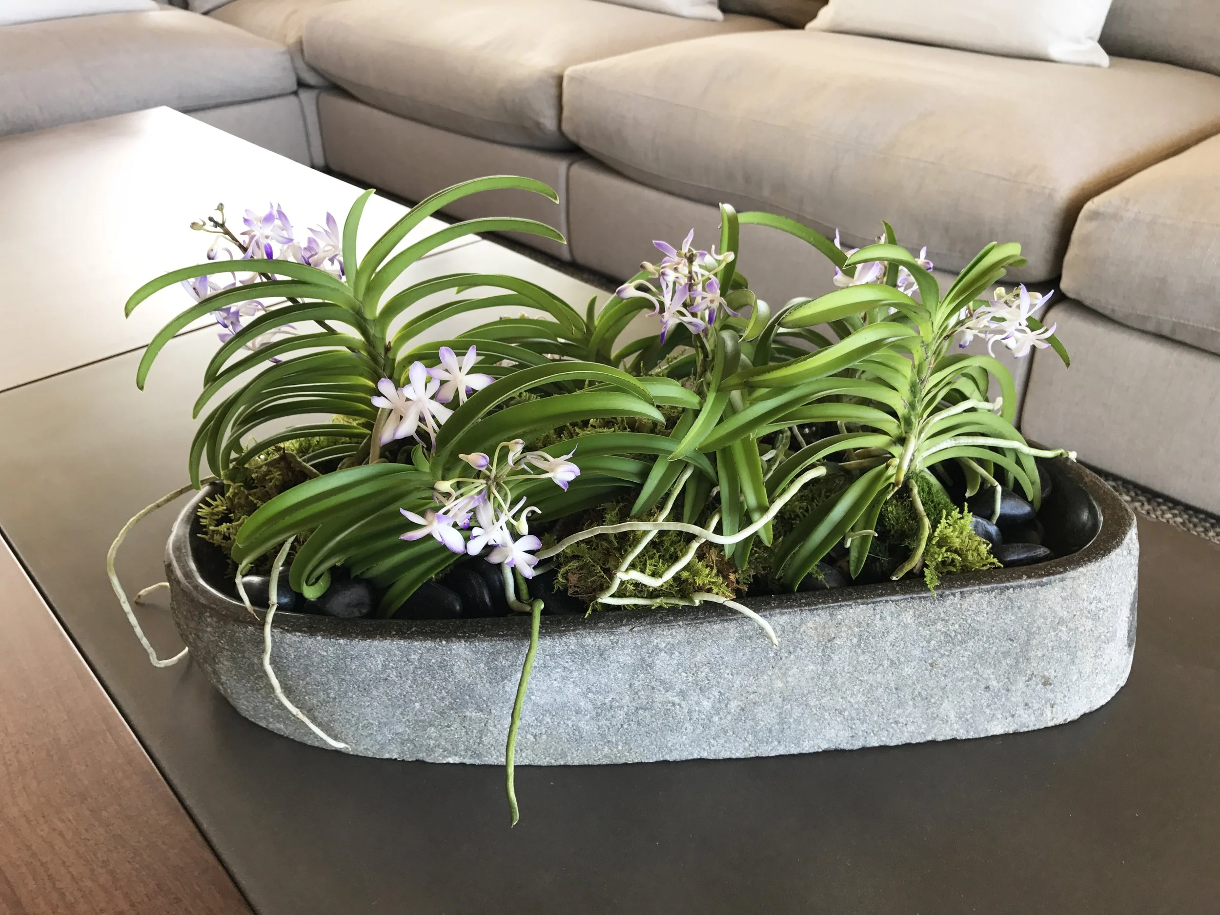 A potted orchid arrangement with long green leaves and small purple and white flowers as a table centerpiece.
