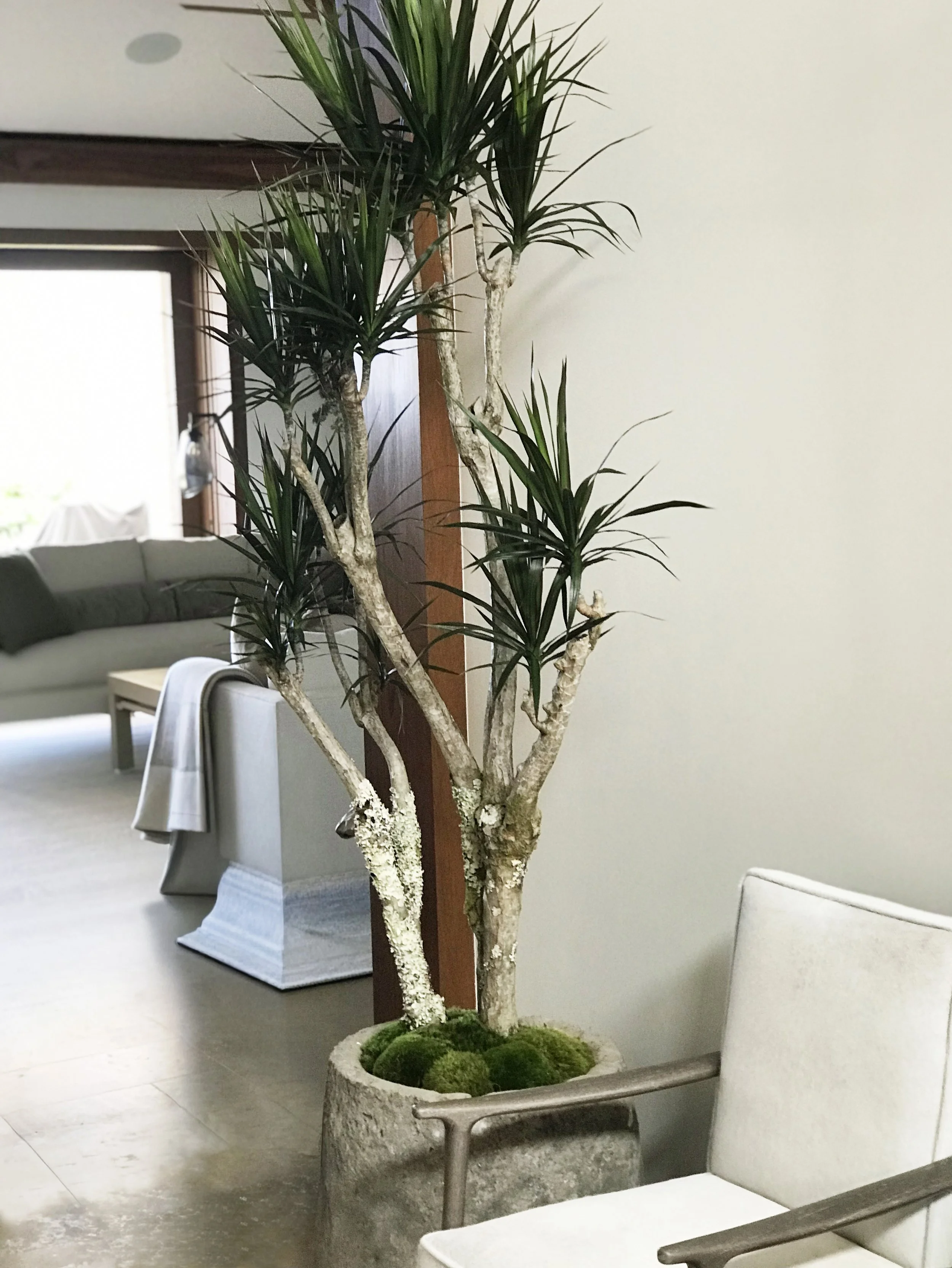 Indoor scene with a tall potted indoor tree with multiple white branches and green long leaves. The pot is large, round, made of textured gray stone, and filled with moss. 