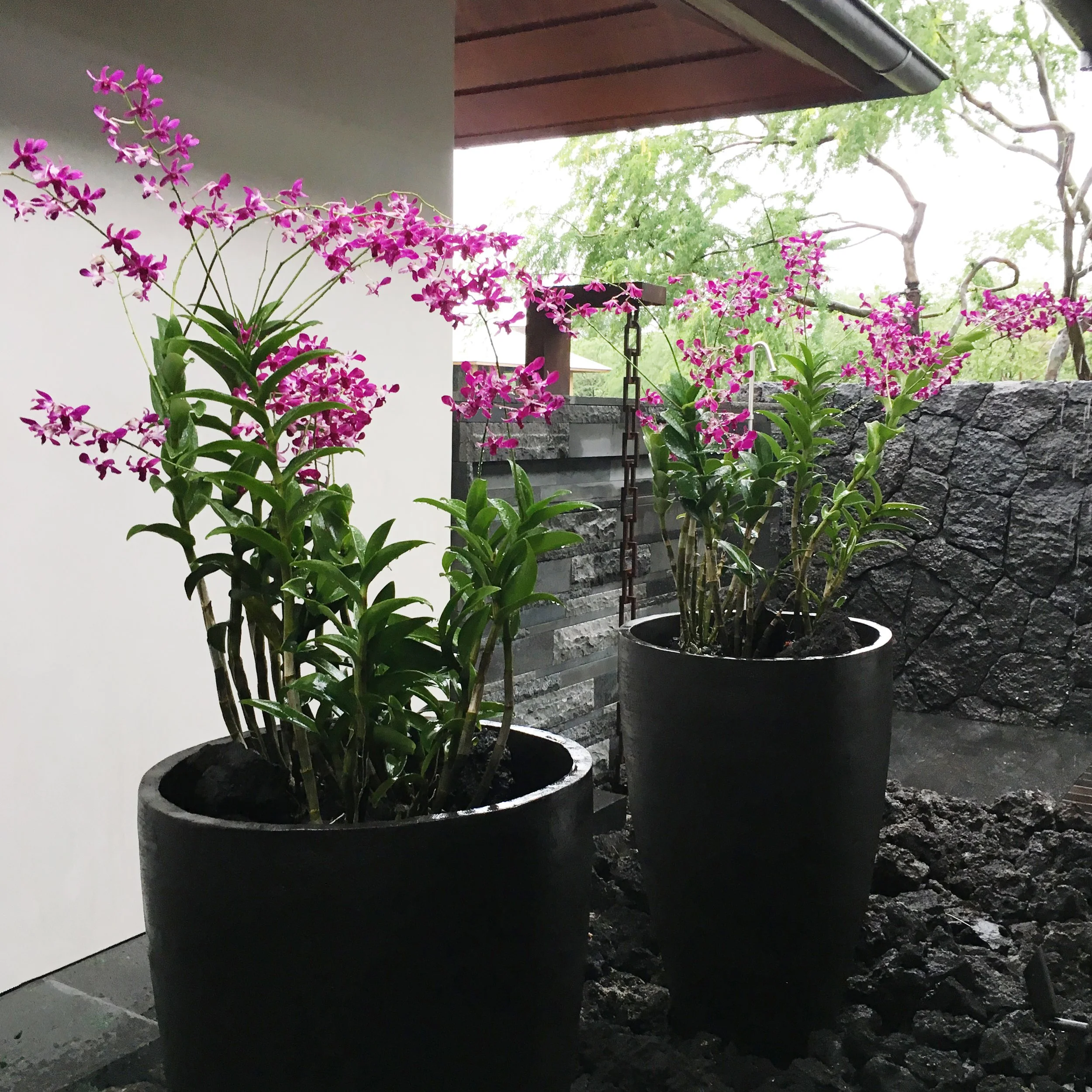 Pink orchid installation in large potted containers at a luxury residence in Kona, Hawaii.