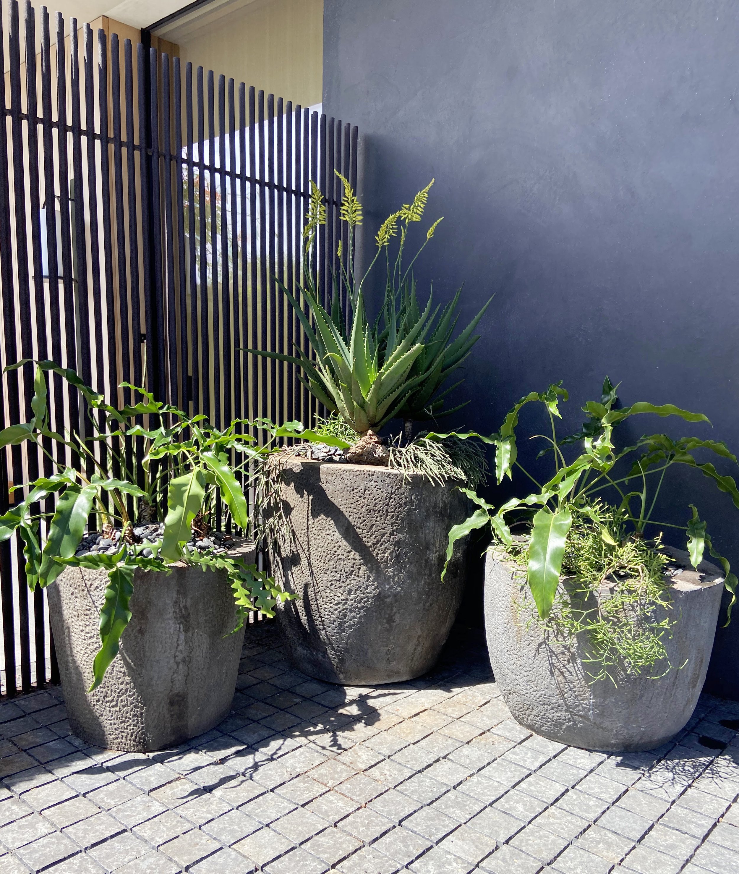 Exterior plant scape featuring four large decorative concrete planters containing various green plants on a paved outdoor area next to a modern building wall and wooden slat partition.