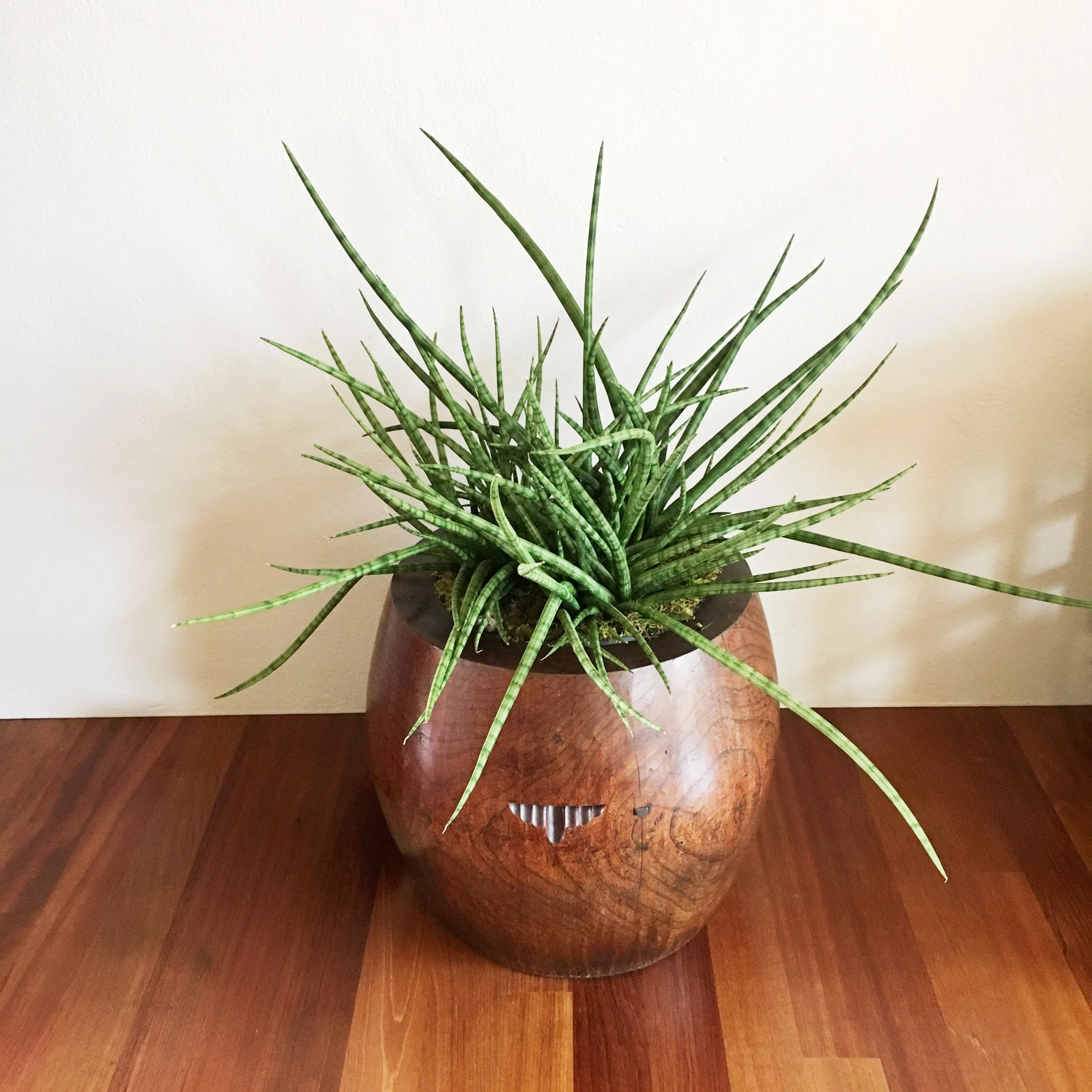 A potted orange-brown cactus plant bringing warmth and life into a high end residence.