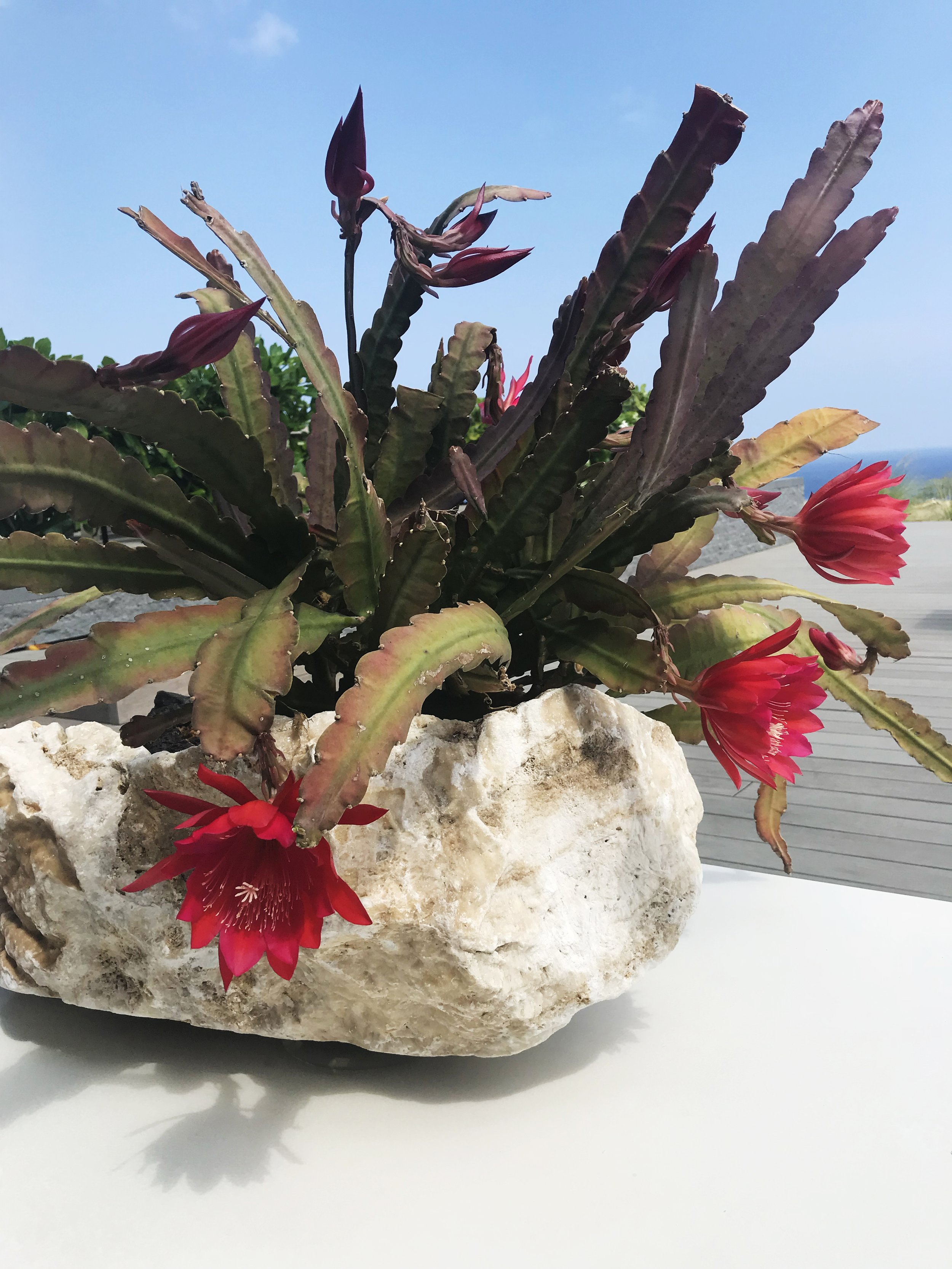 Detailed cactus plant design used as exterior decor at a high end residence.